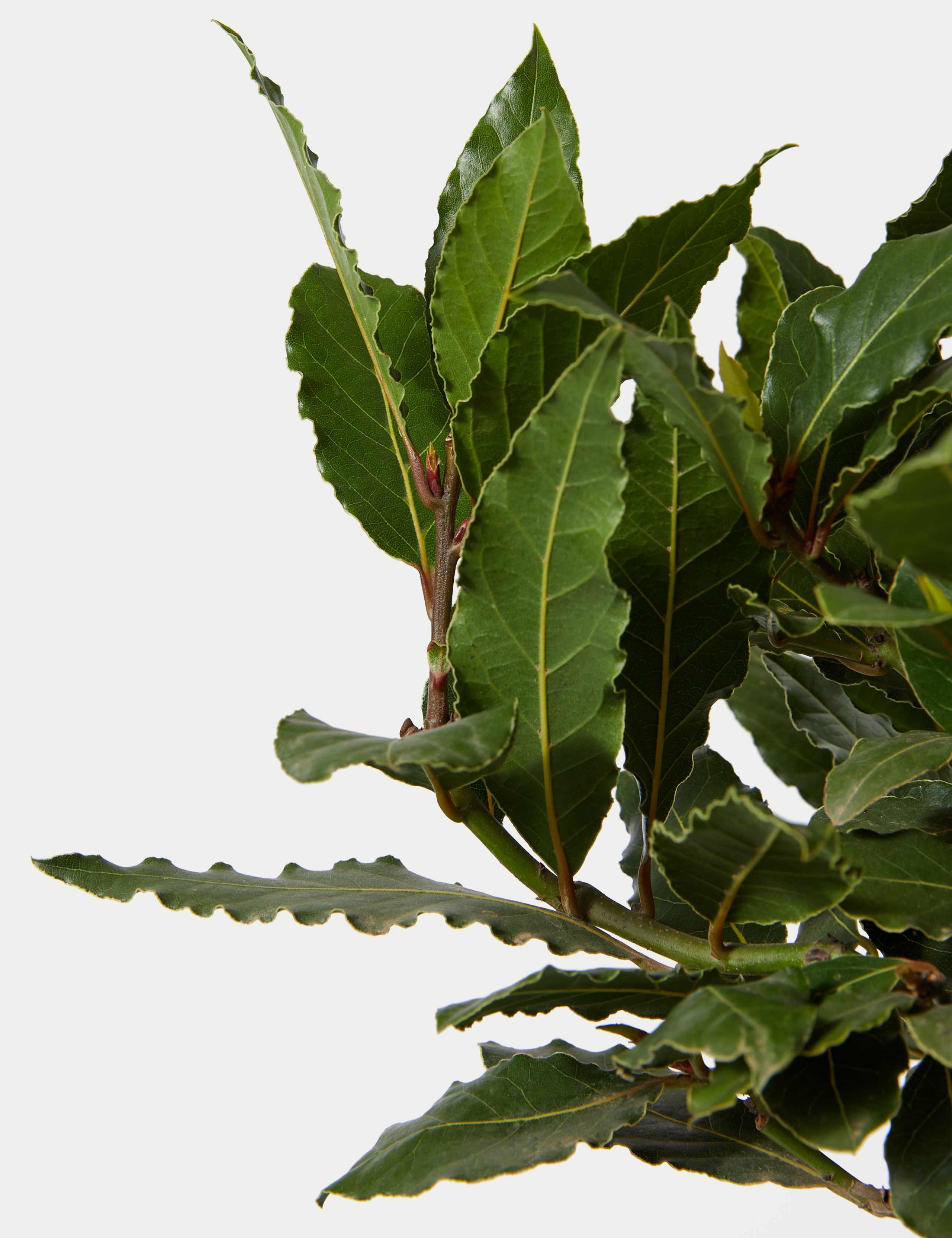 Baytree Plant in Tin With Slate 3 of 4