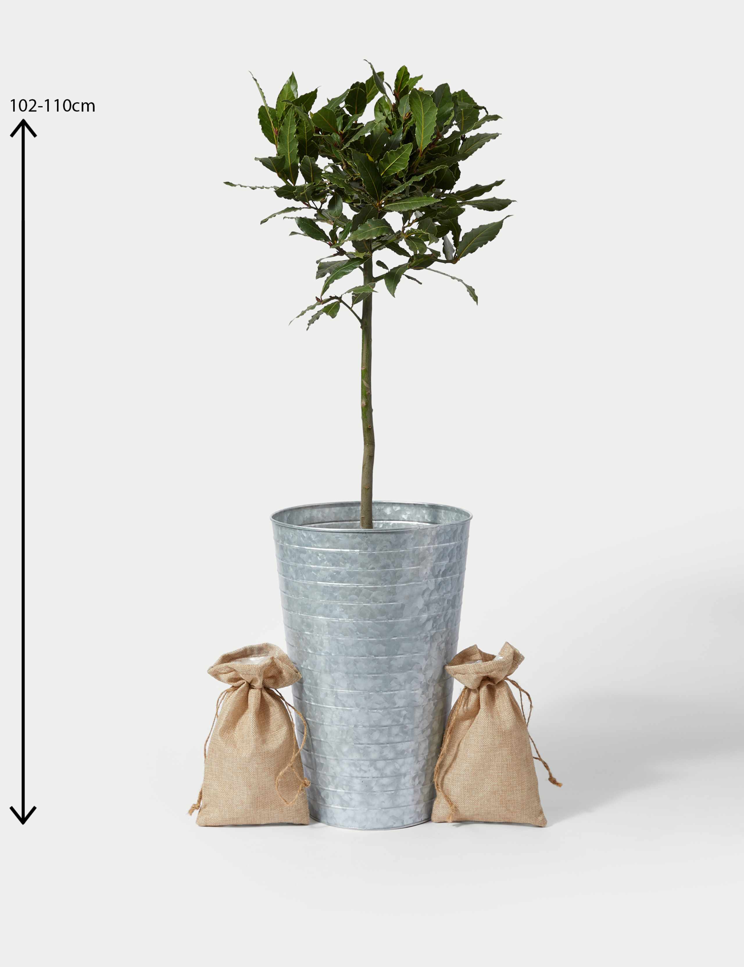 Baytree Plant in Tin With Slate 4 of 4