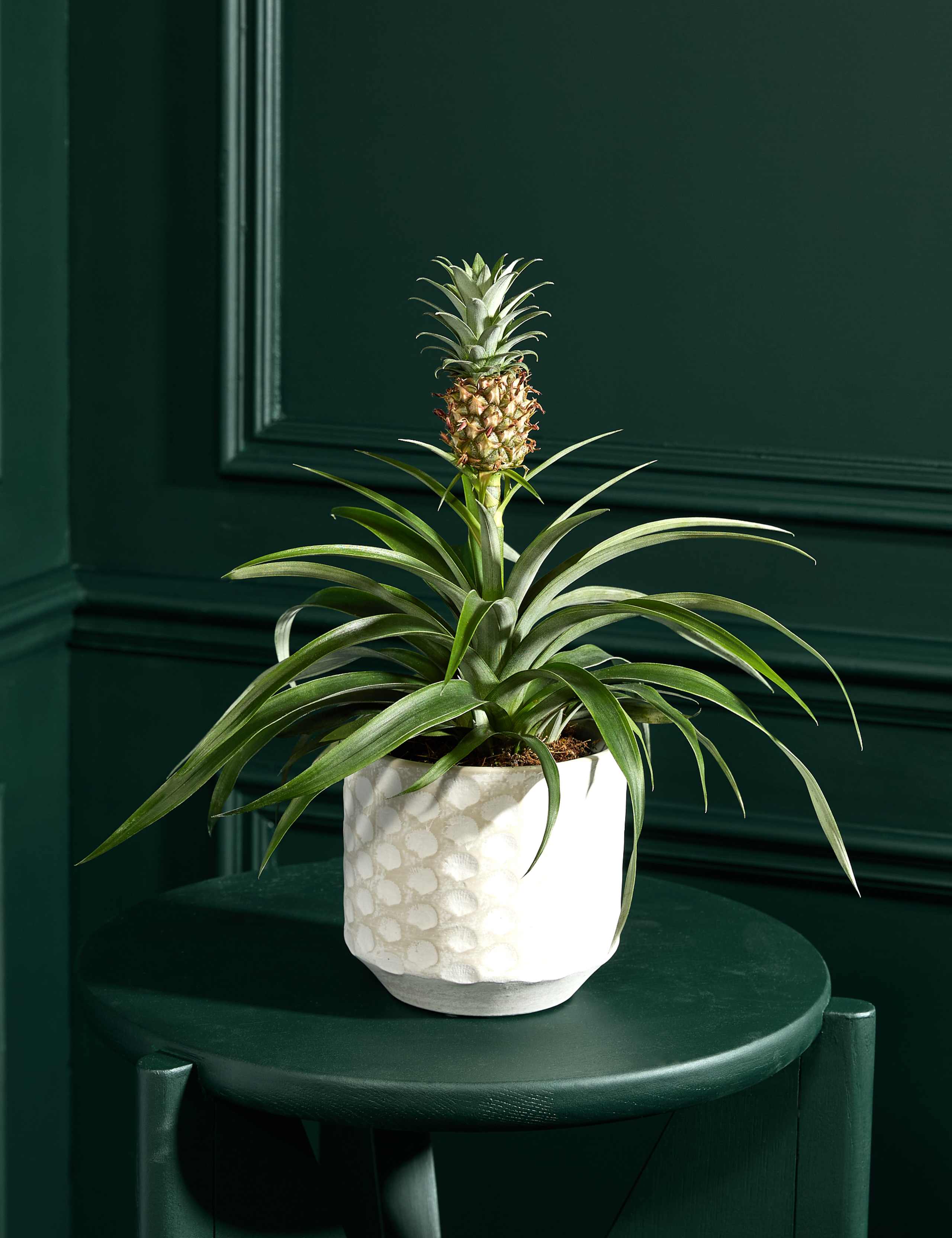 Pineapple Plant in Ceramic Pot 1 of 3