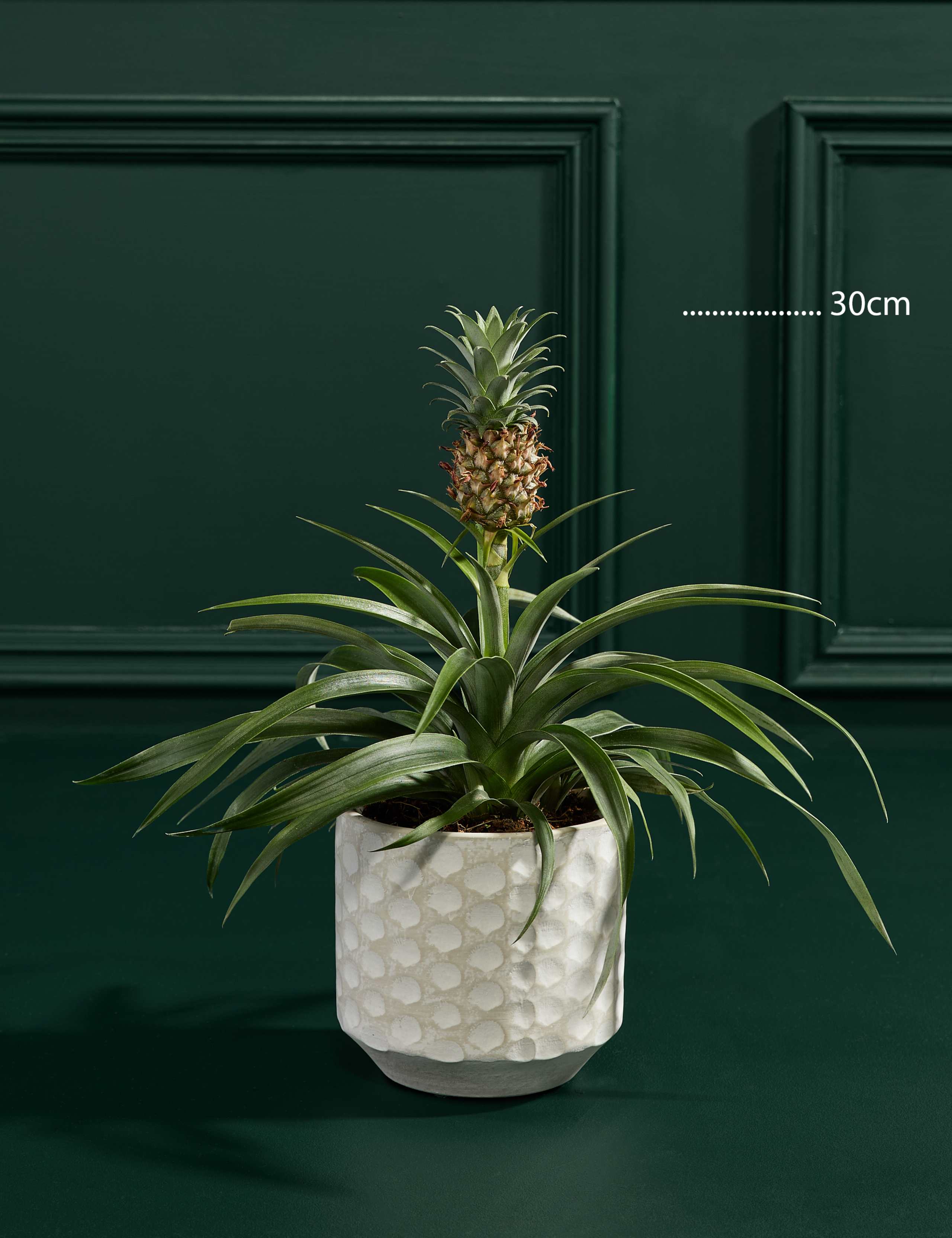 Pineapple Plant in Ceramic Pot 3 of 3