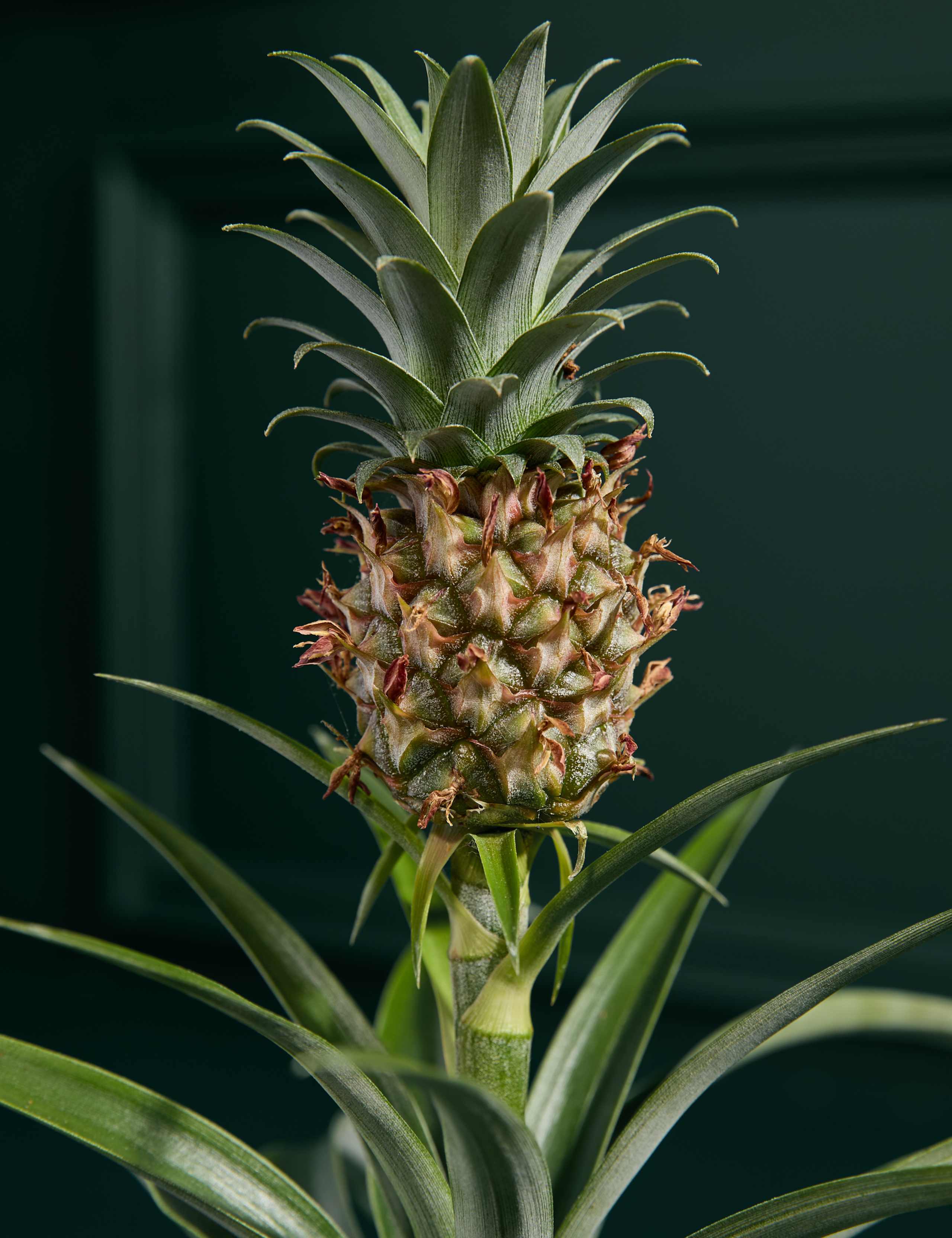 Pineapple Plant in Ceramic Pot 2 of 3