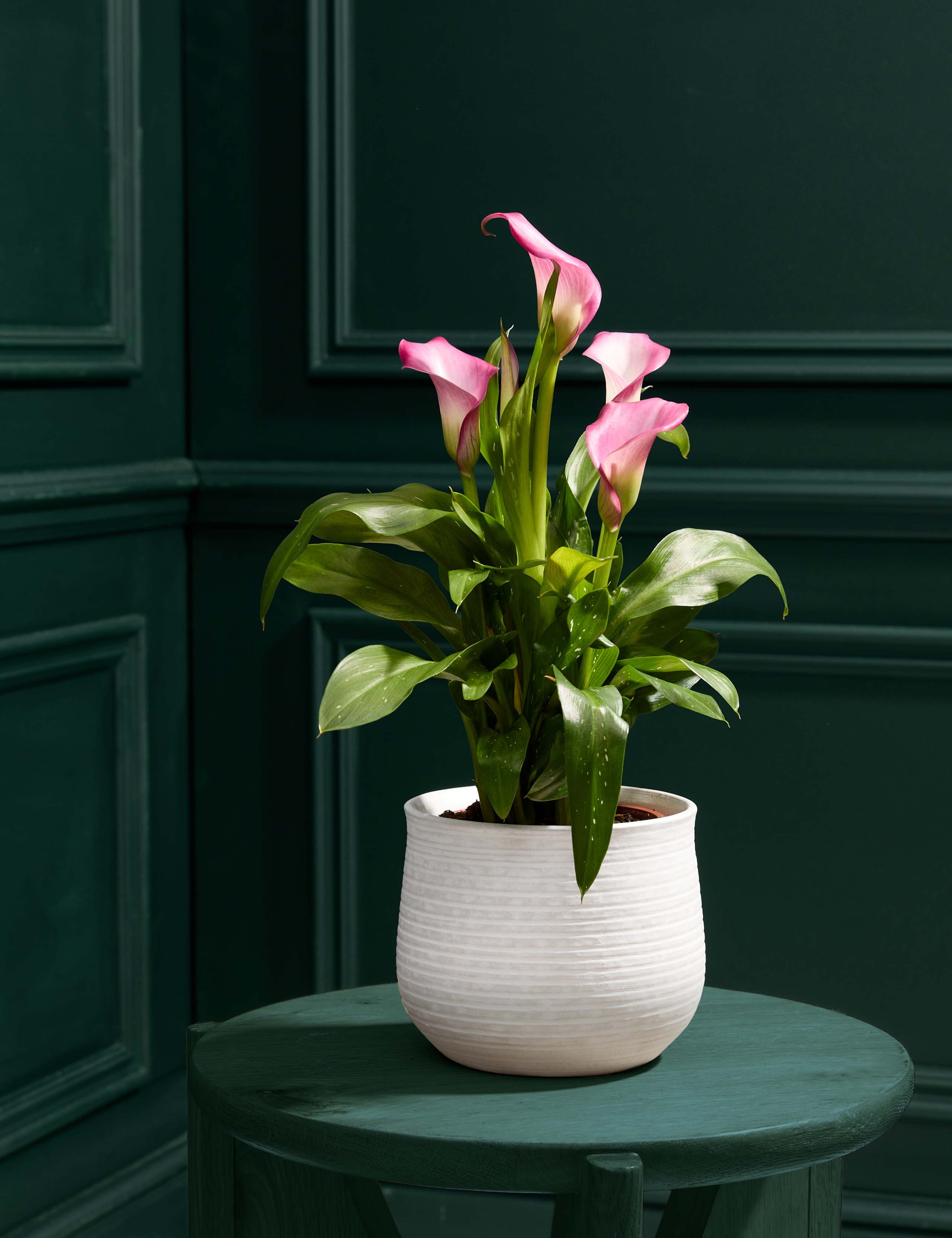 Pink Calla Lily in Ceramic Pot 1 of 5