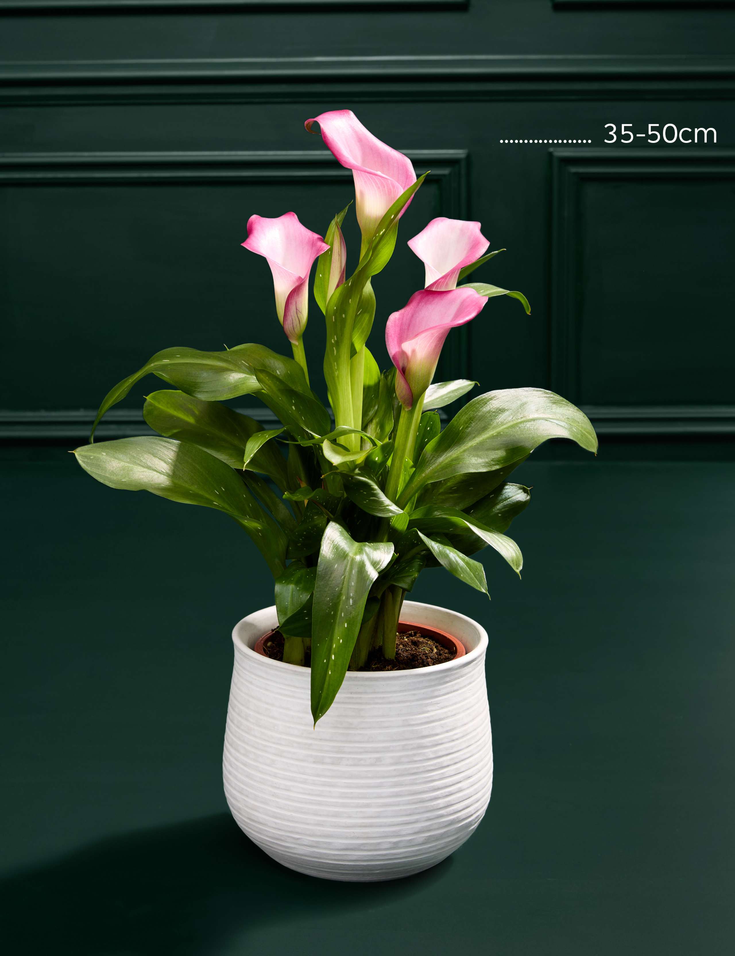 Pink Calla Lily in Ceramic Pot 3 of 5