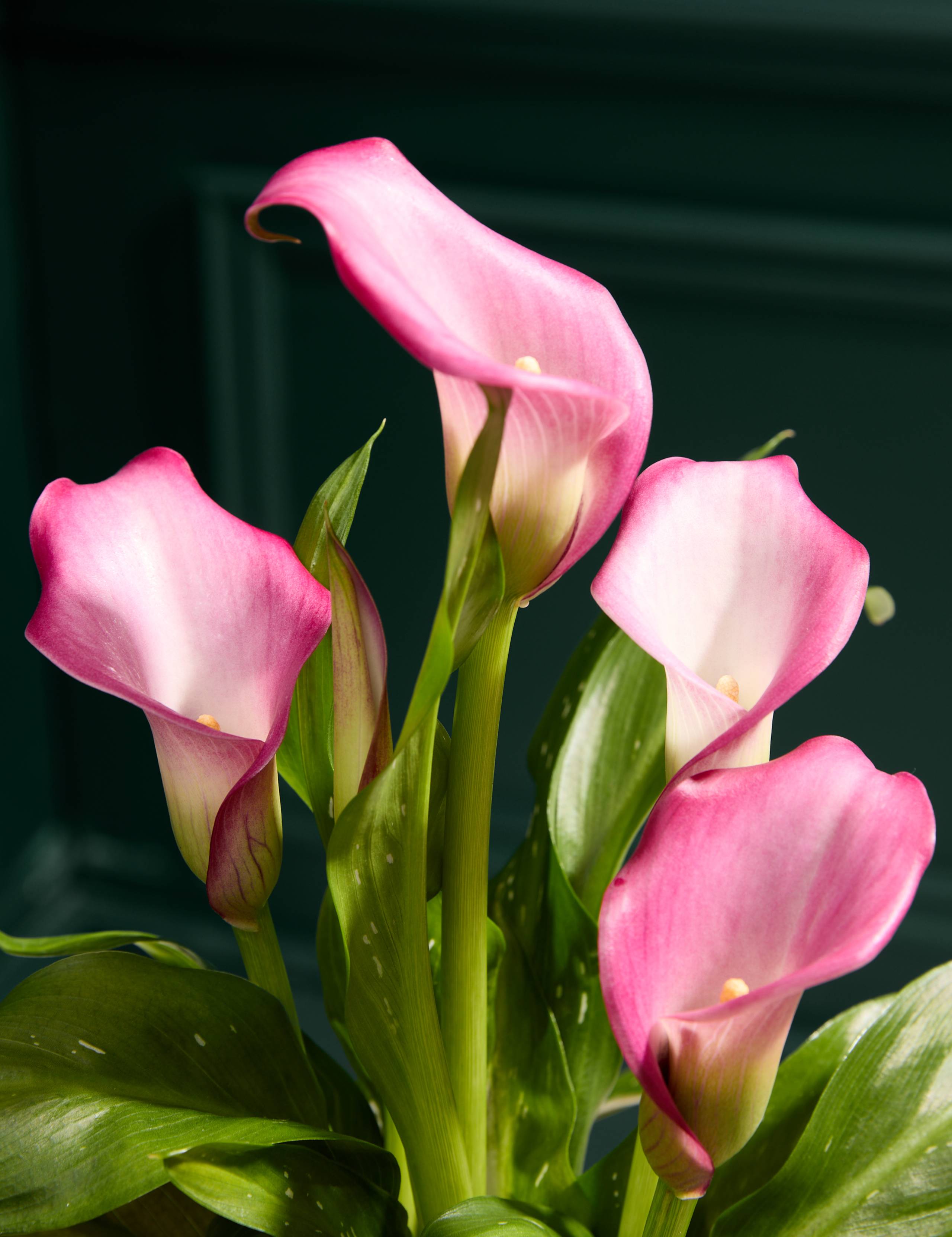 Pink Calla Lily in Ceramic Pot 2 of 5