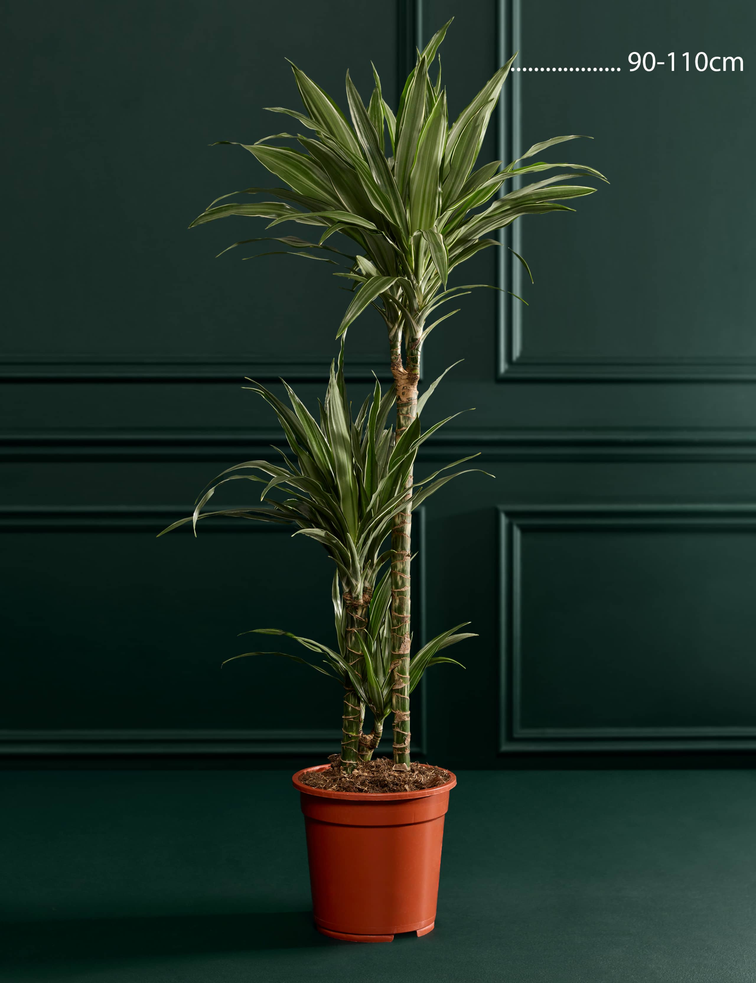 Extra Large Dracaena 3 of 3