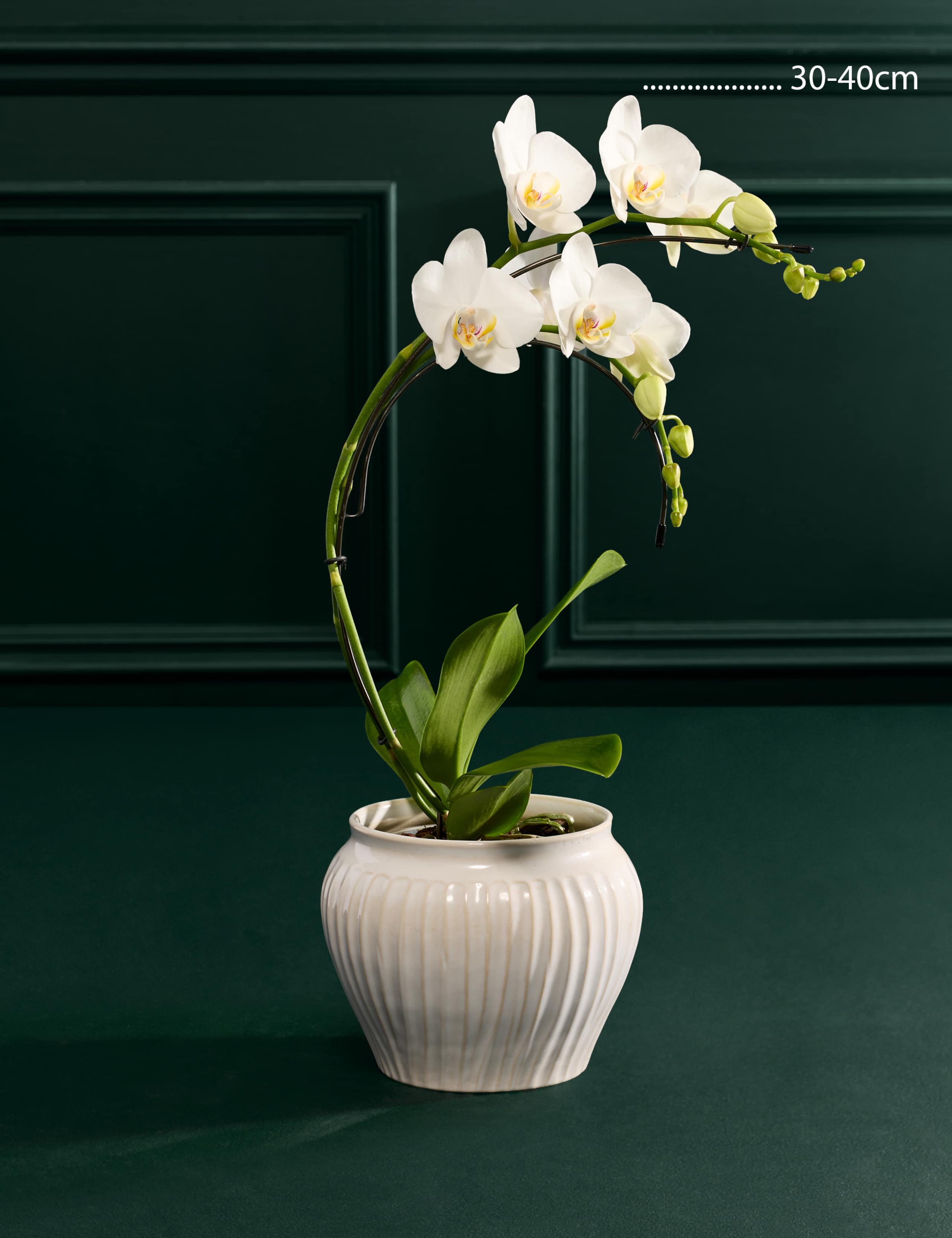 Eclipse White Orchid with Ceramic Pot 3 of 3
