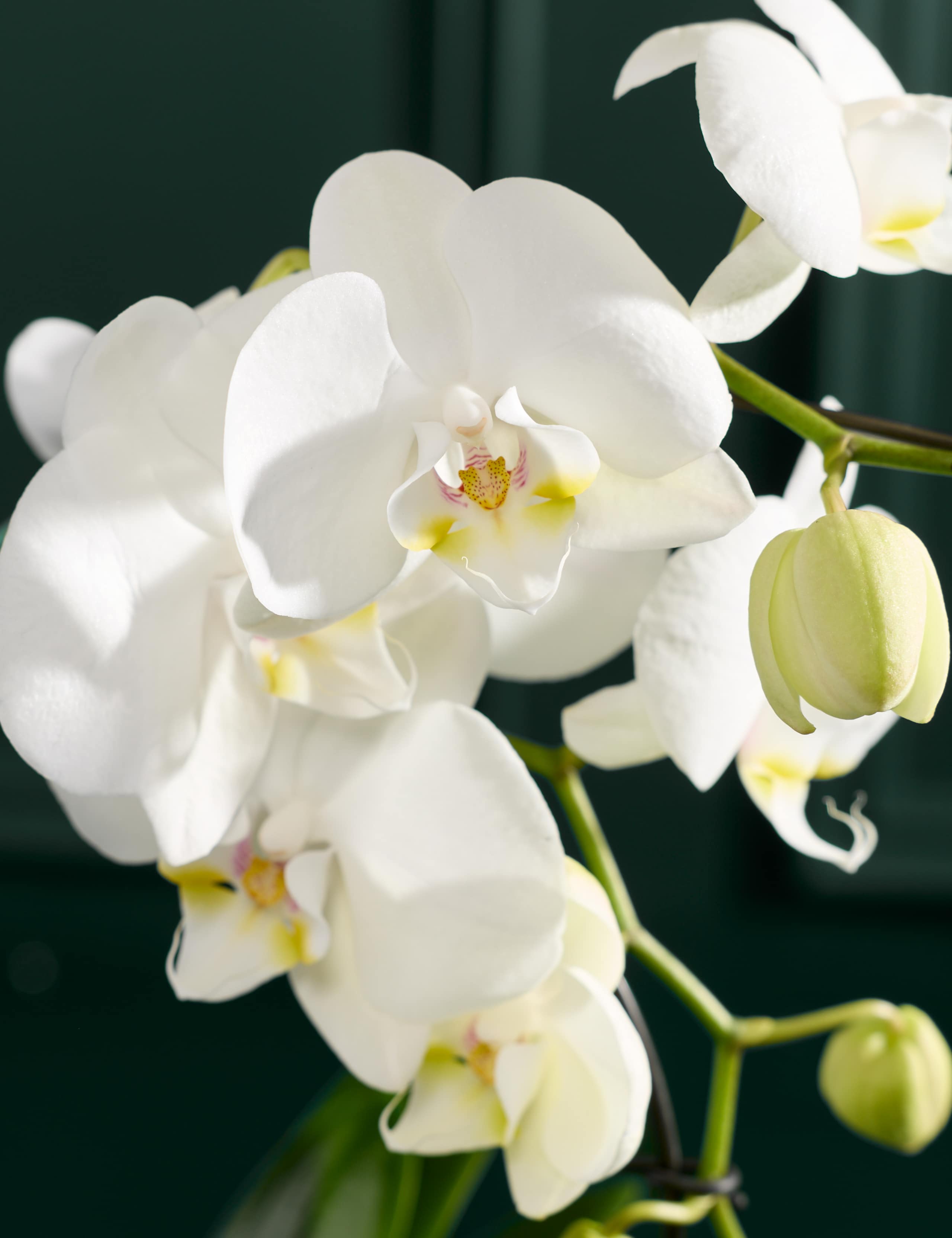 Eclipse White Orchid with Ceramic Pot 2 of 3