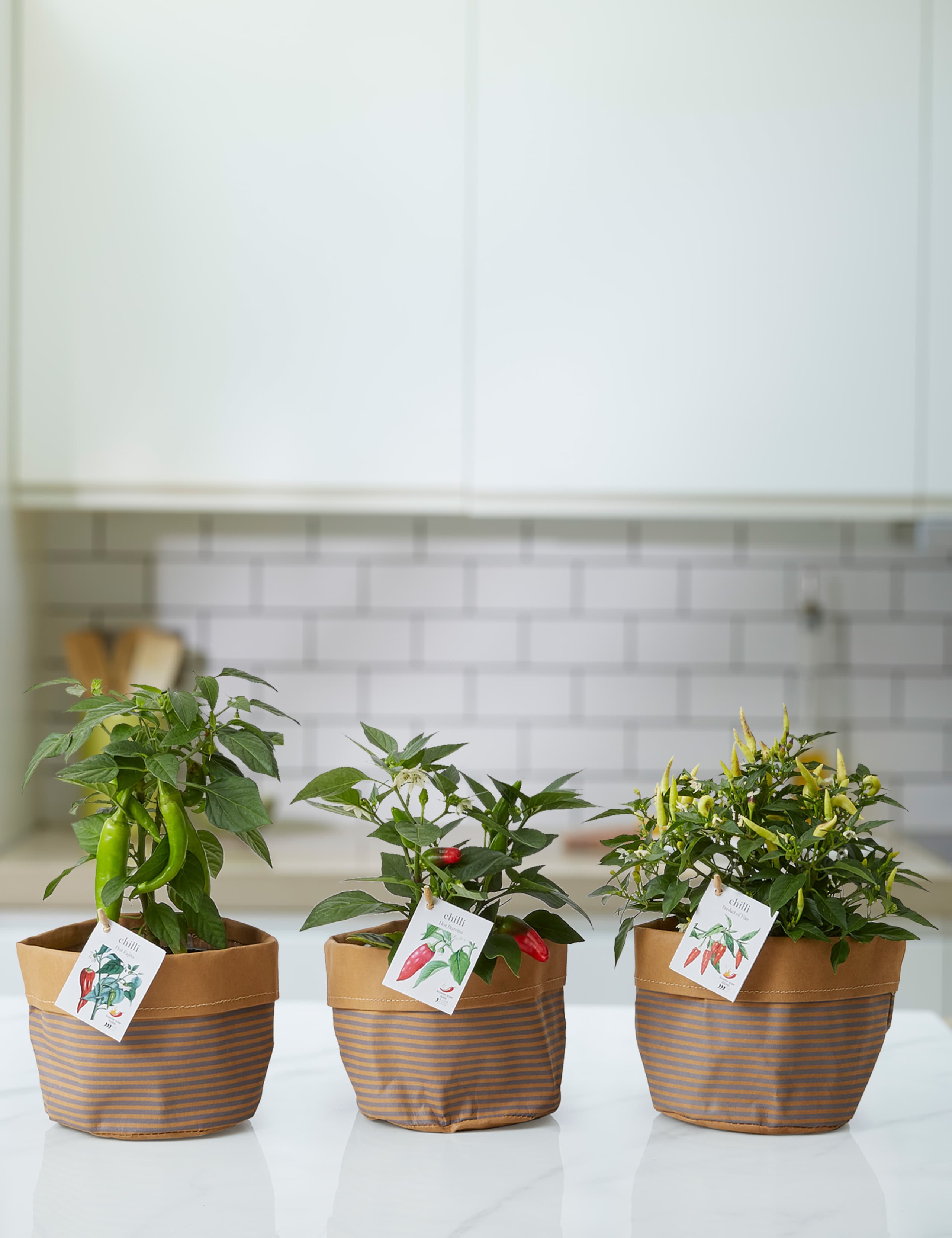 Set of 3 Chilli Plants 1 of 4
