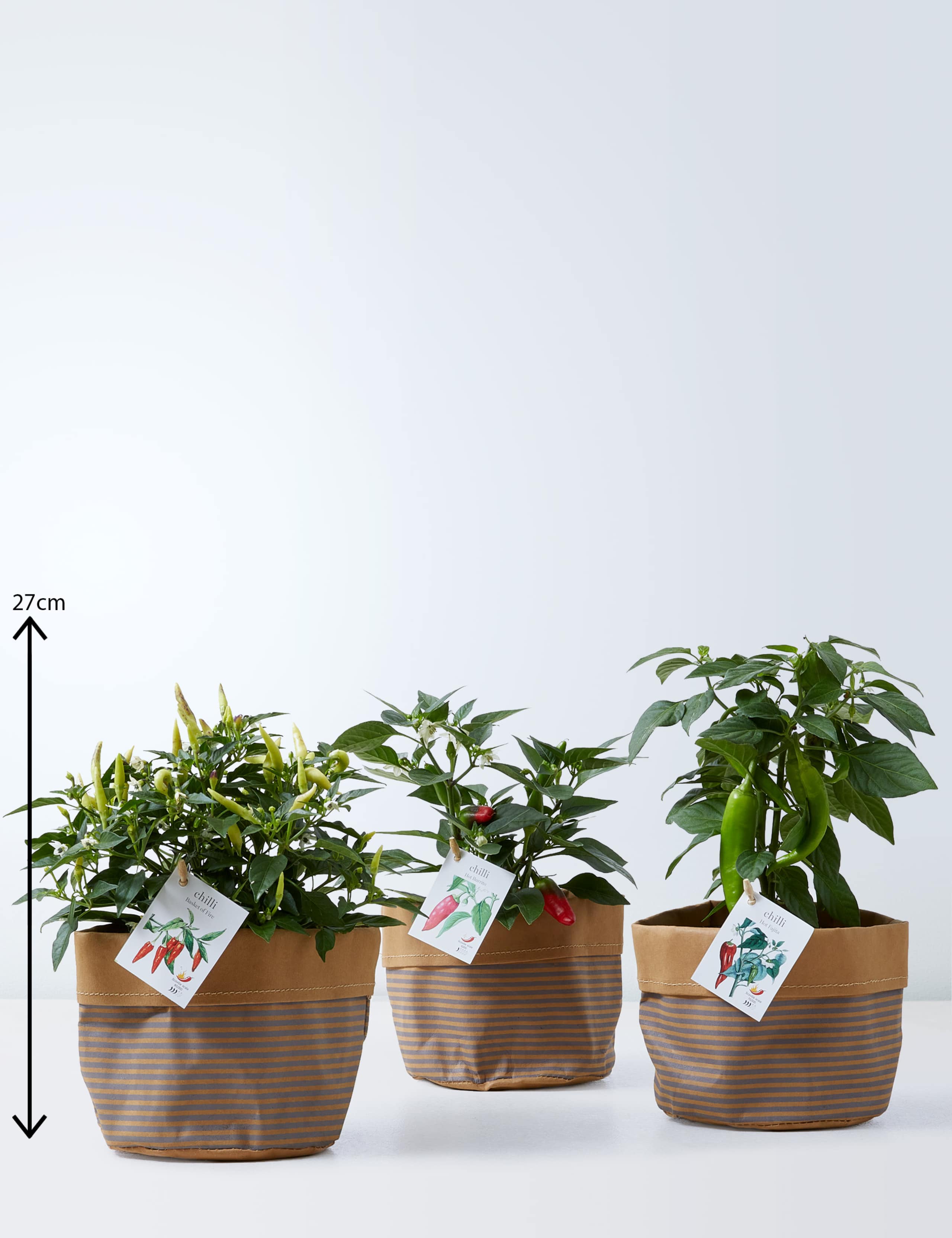 Set of 3 Chilli Plants 3 of 4