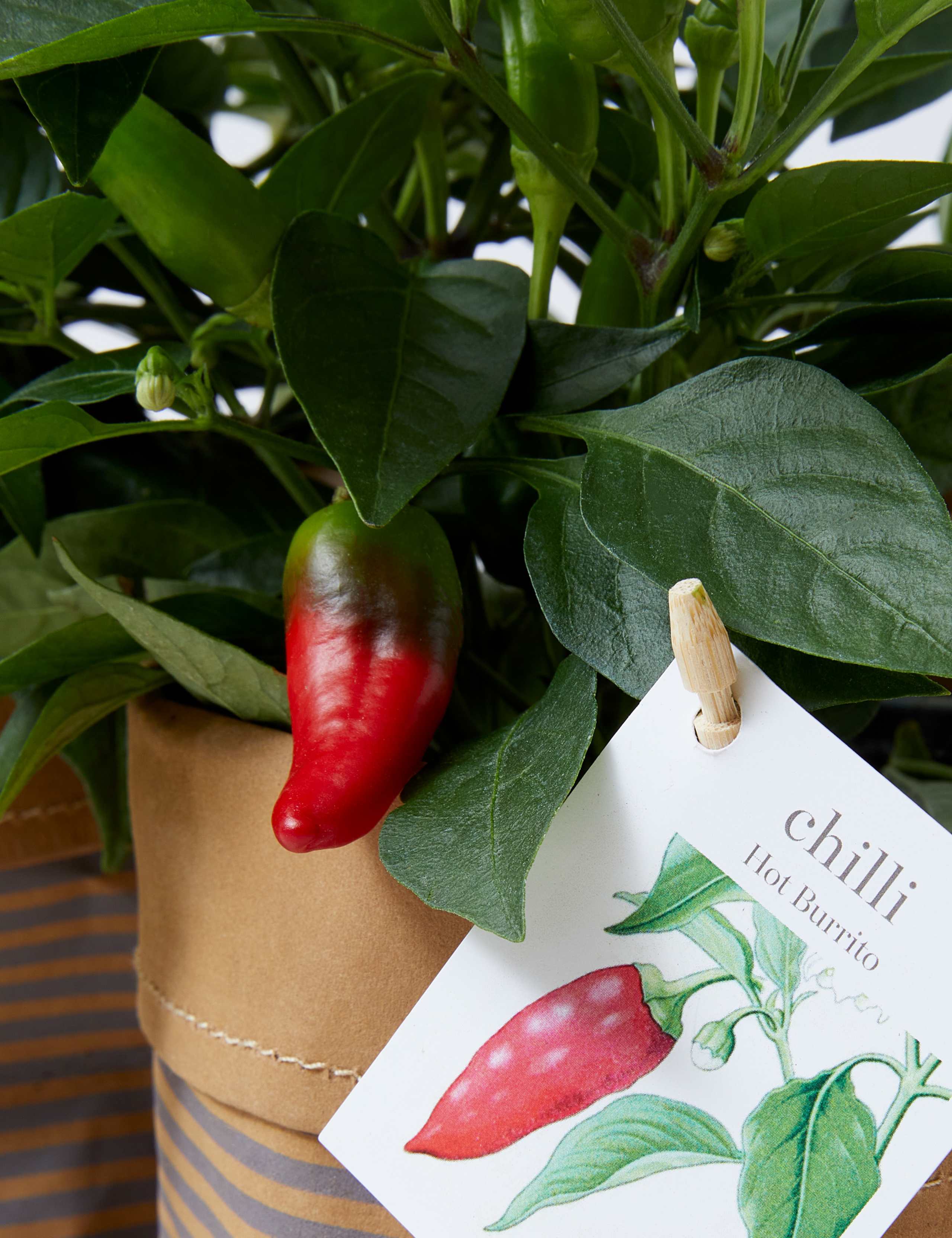 Set of 3 Chilli Plants 4 of 4