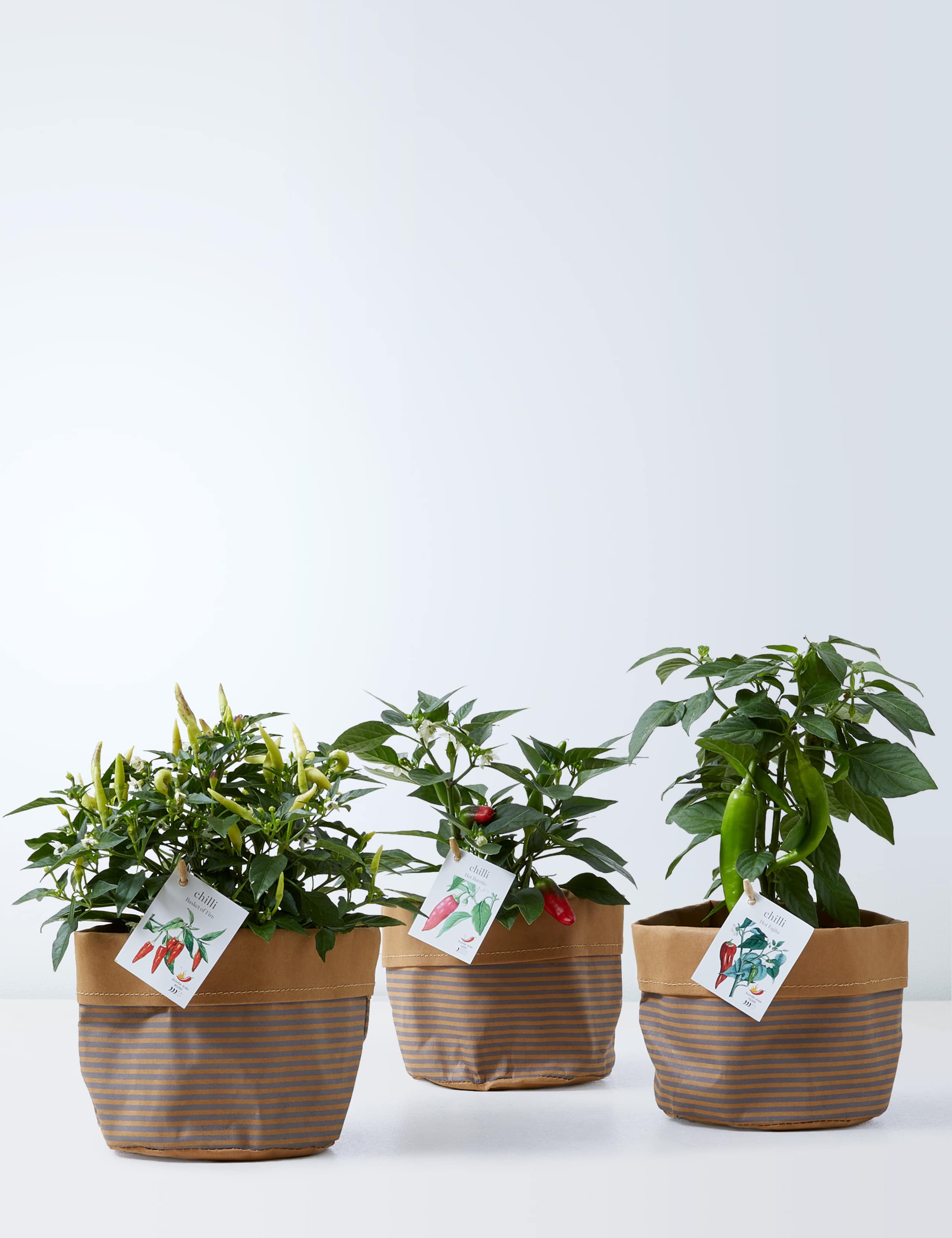 Set of 3 Chilli Plants 2 of 4