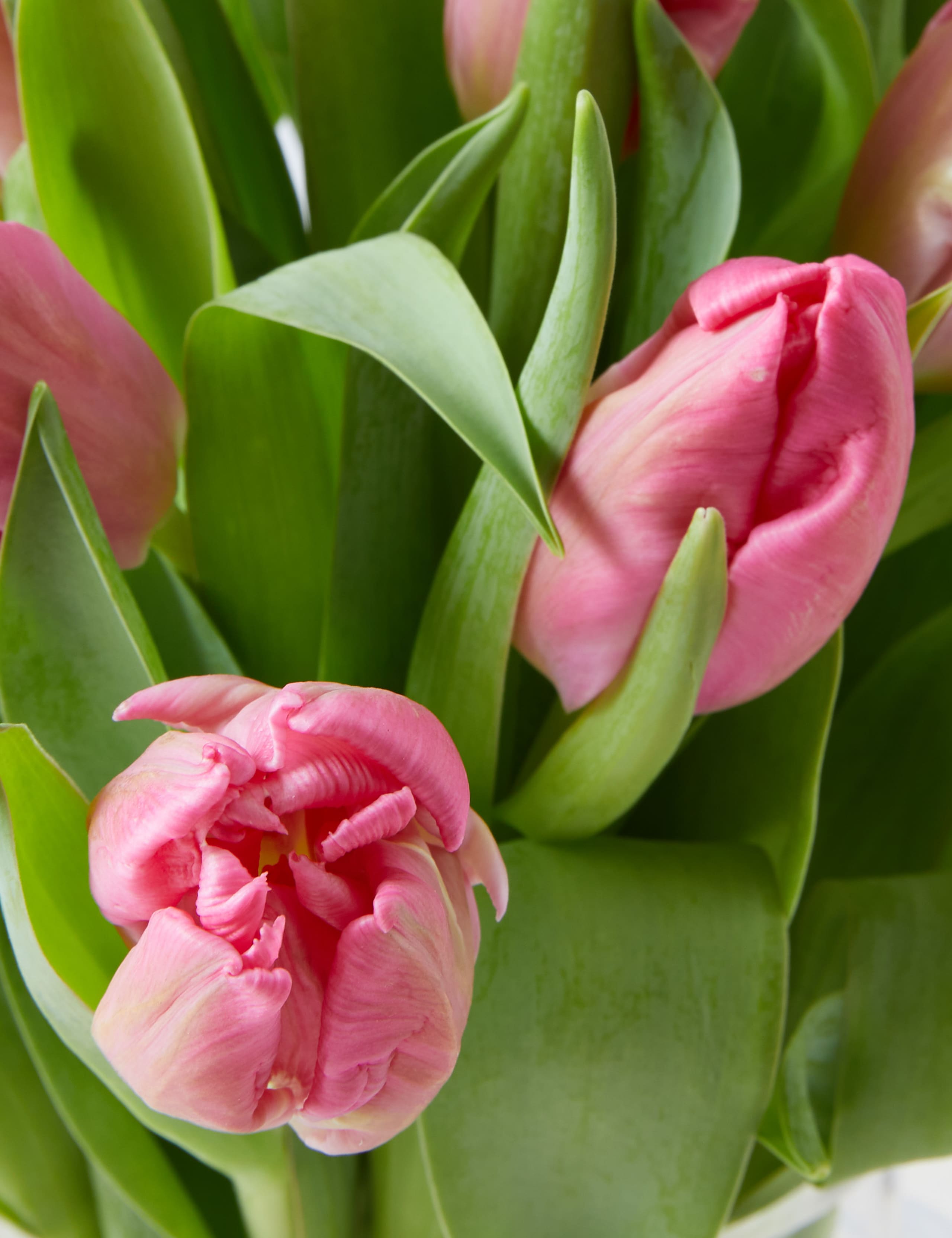 Mother's Day Tulip Bouquet 4 of 4