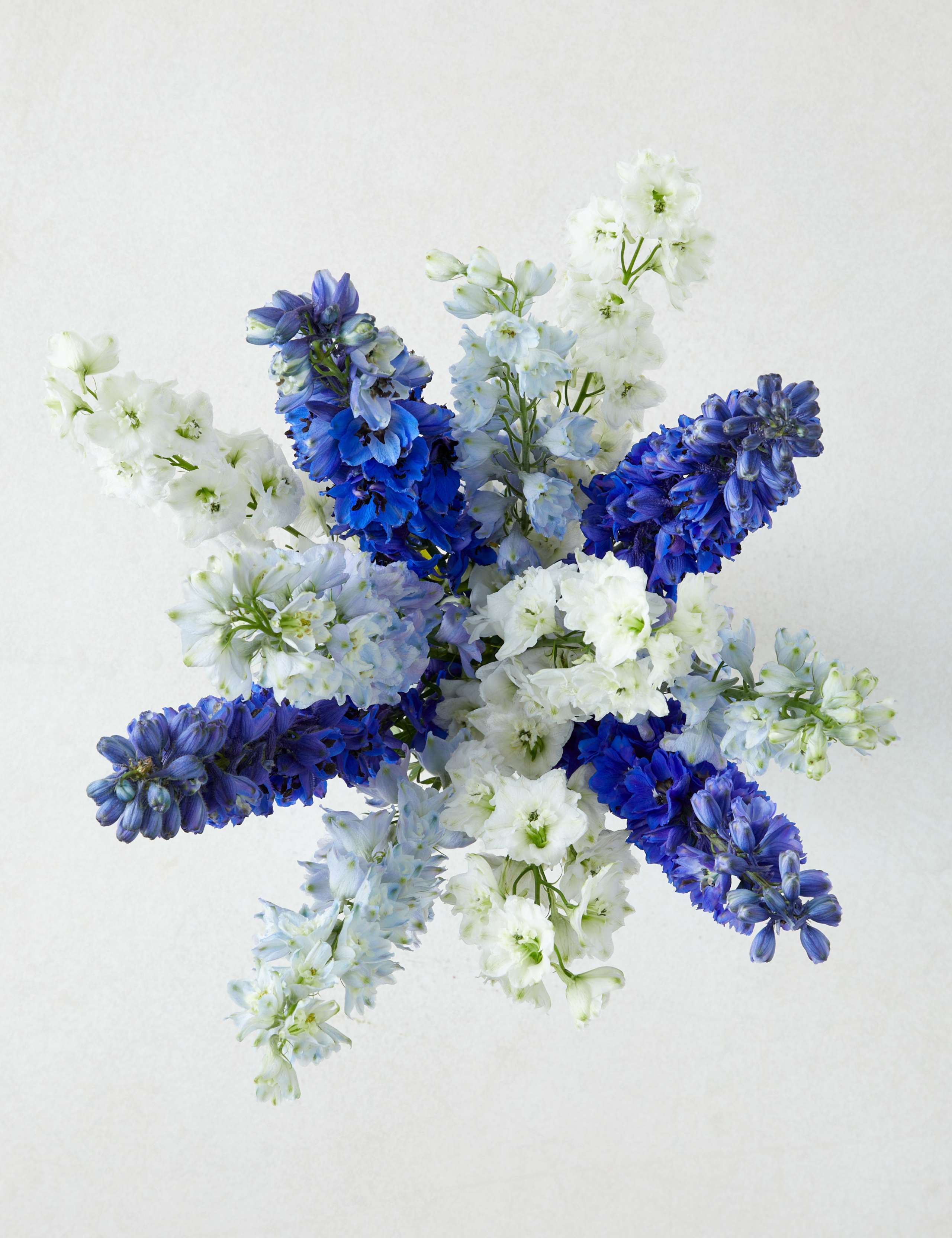 Delphiniums Flowers Bouquet 2 of 4