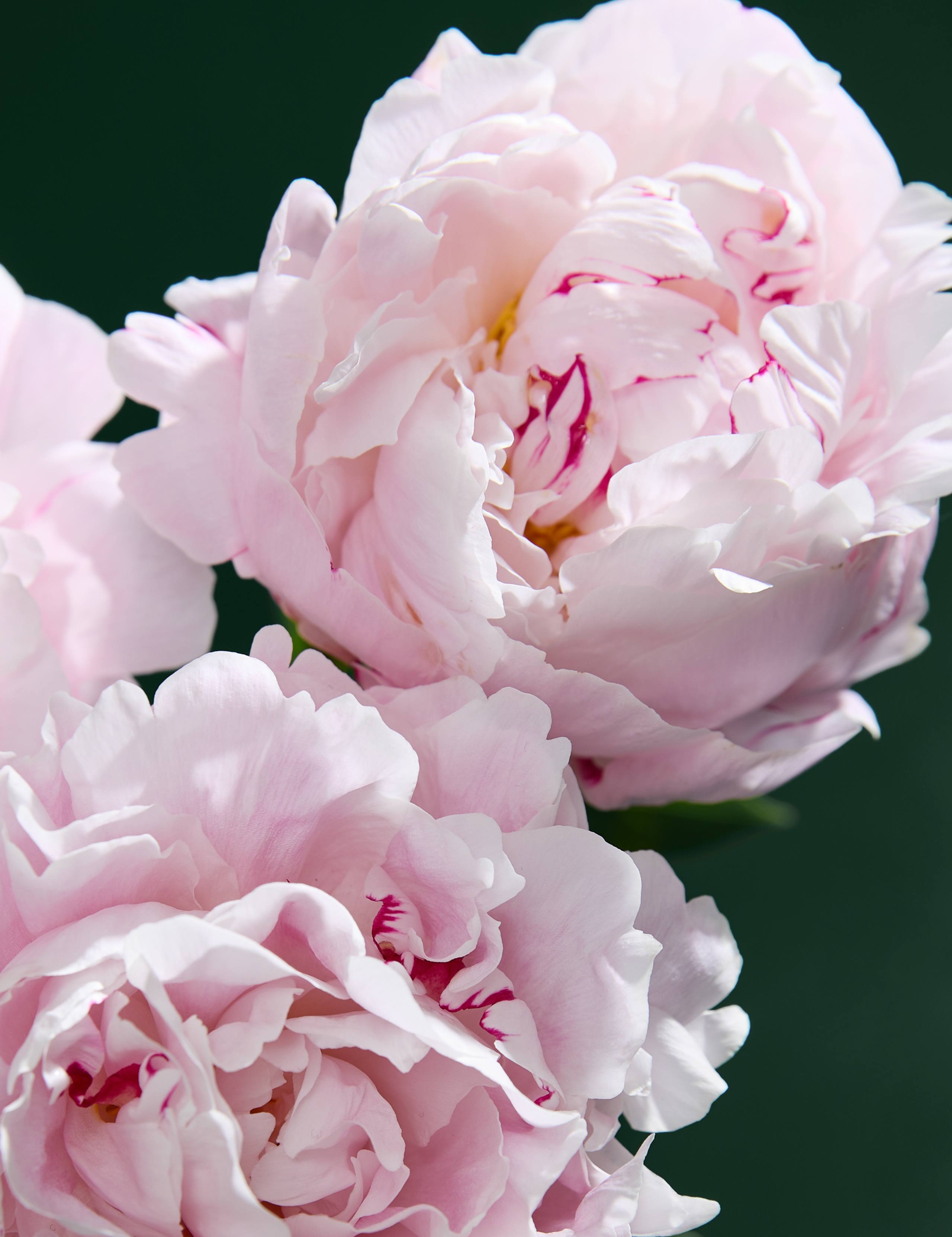 Pink Peony Bouquet 3 of 6