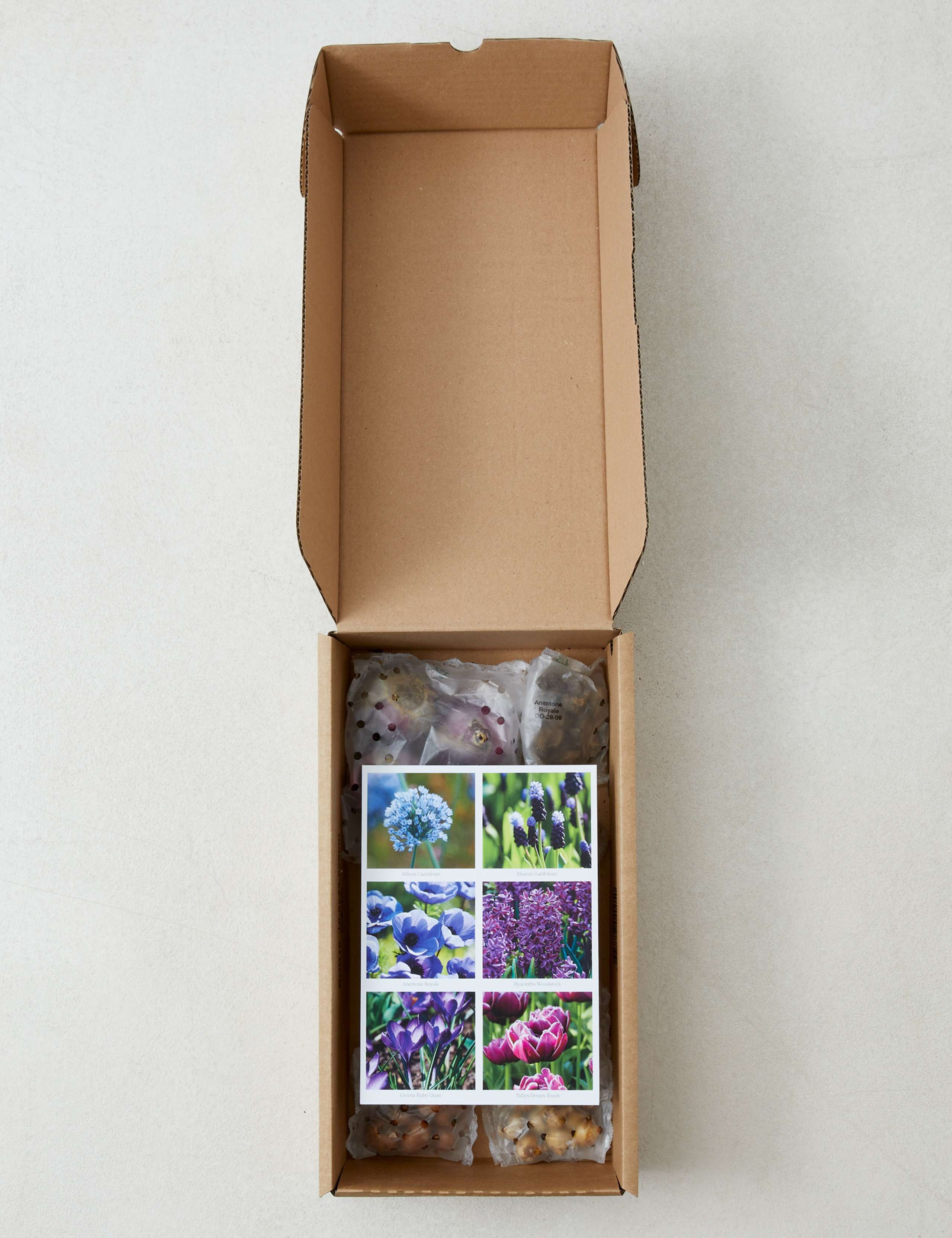 Berry Shades Flower Bulb Collection 3 of 4