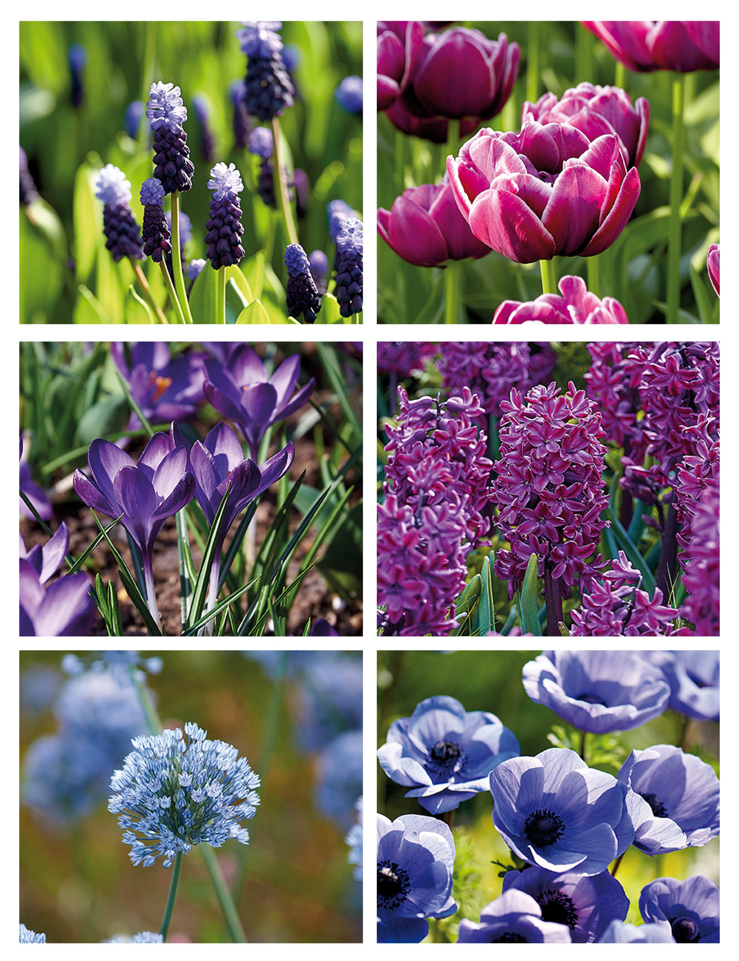 Berry Shades Flower Bulb Collection 2 of 4