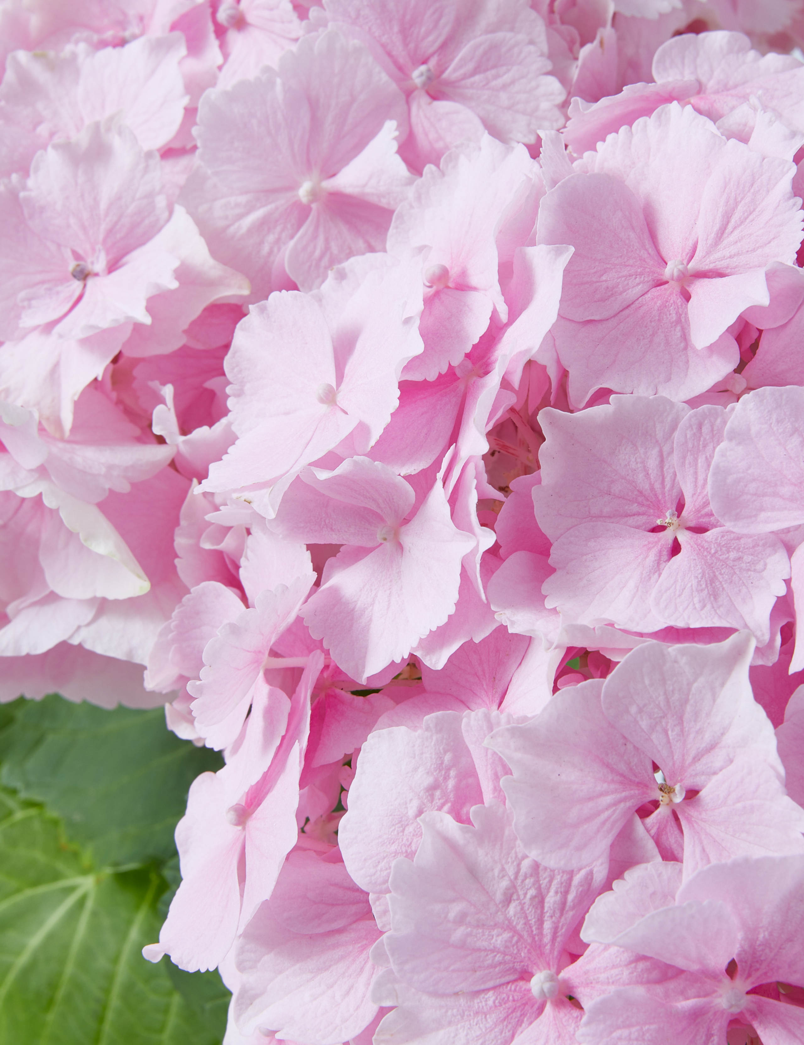 Hydrangea Bouquet with Grow Your Own Sunflowers Brick 4 of 6
