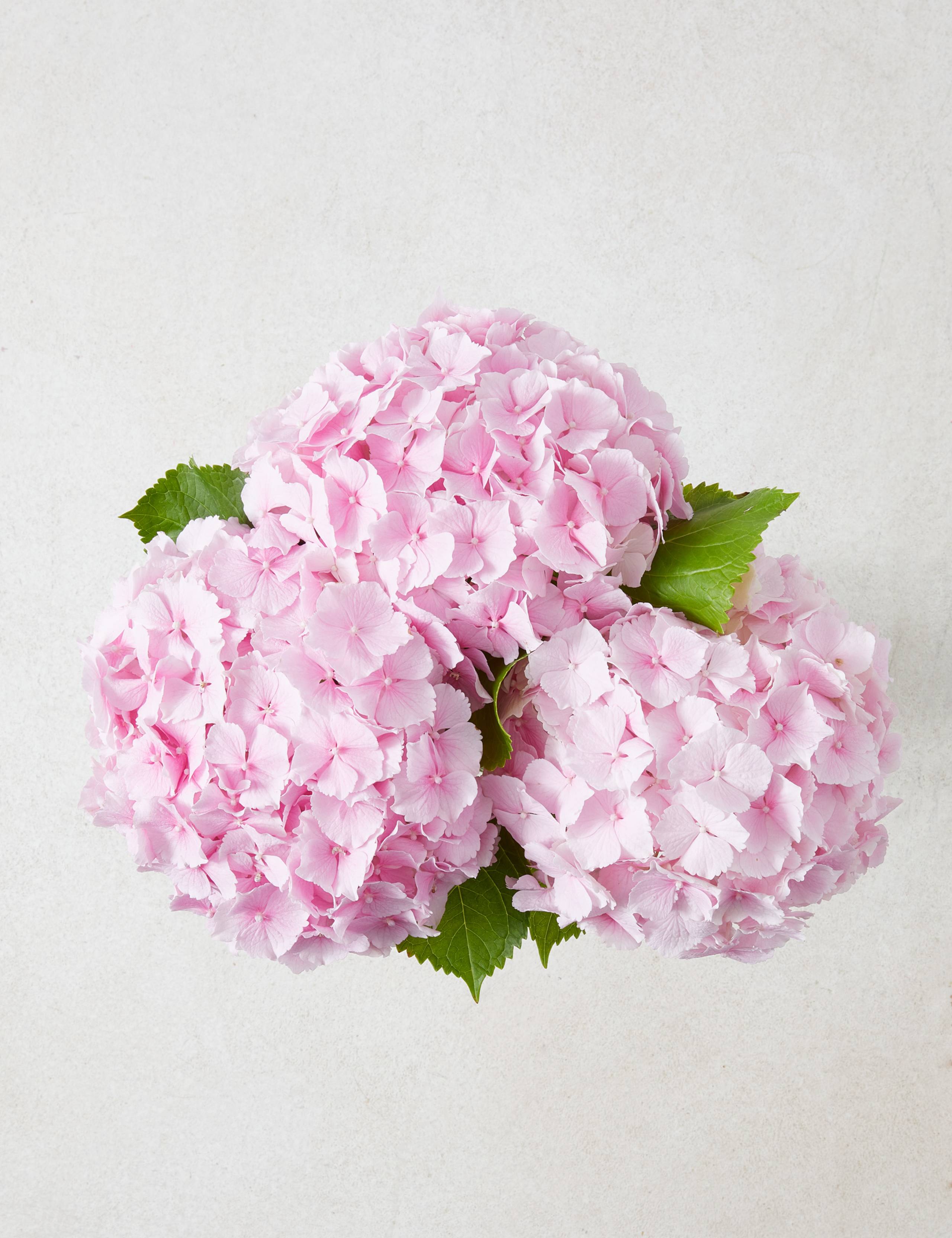 Hydrangea Bouquet with Grow Your Own Sunflowers Brick 2 of 6