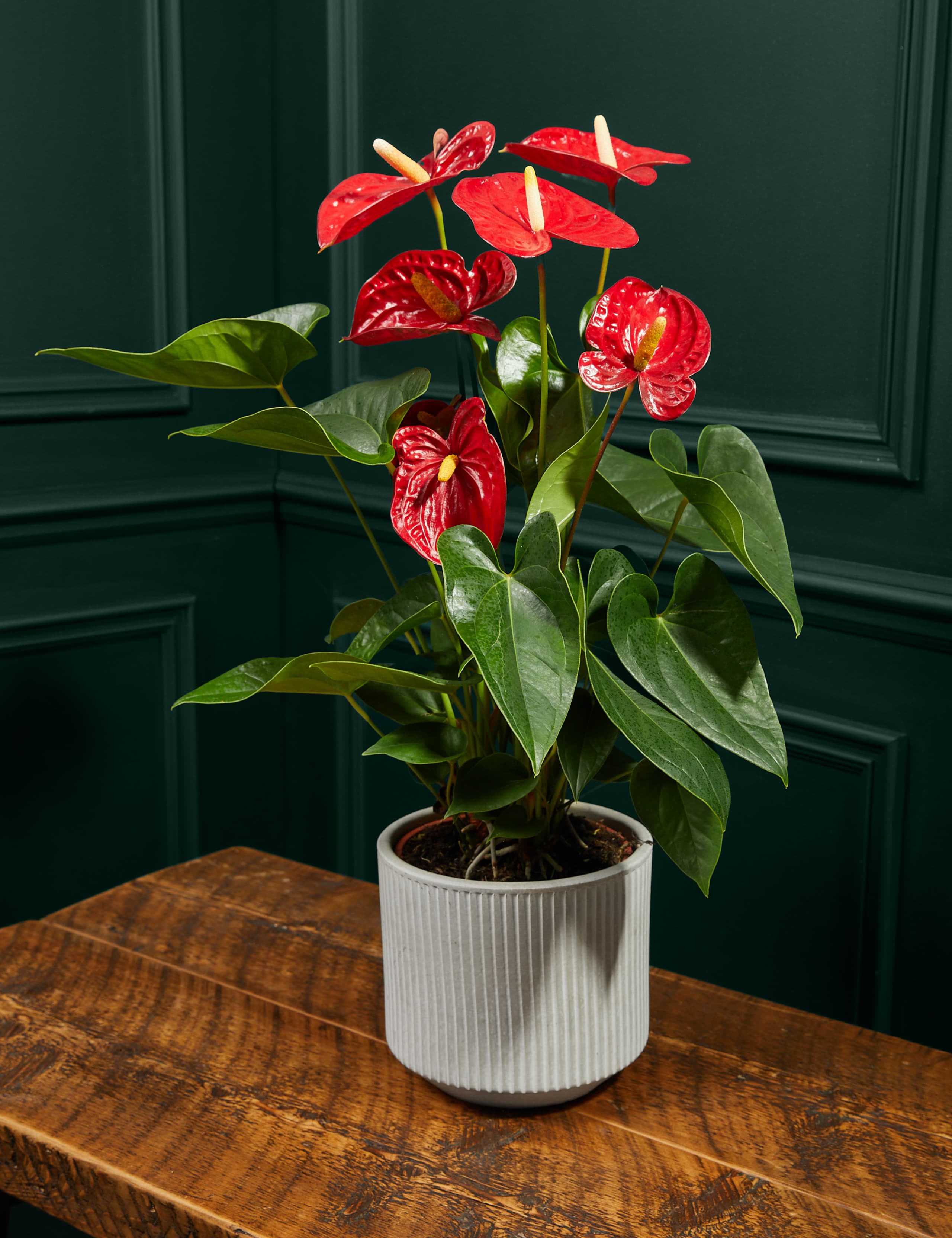Red Anthurium In Ceramic Pot M S