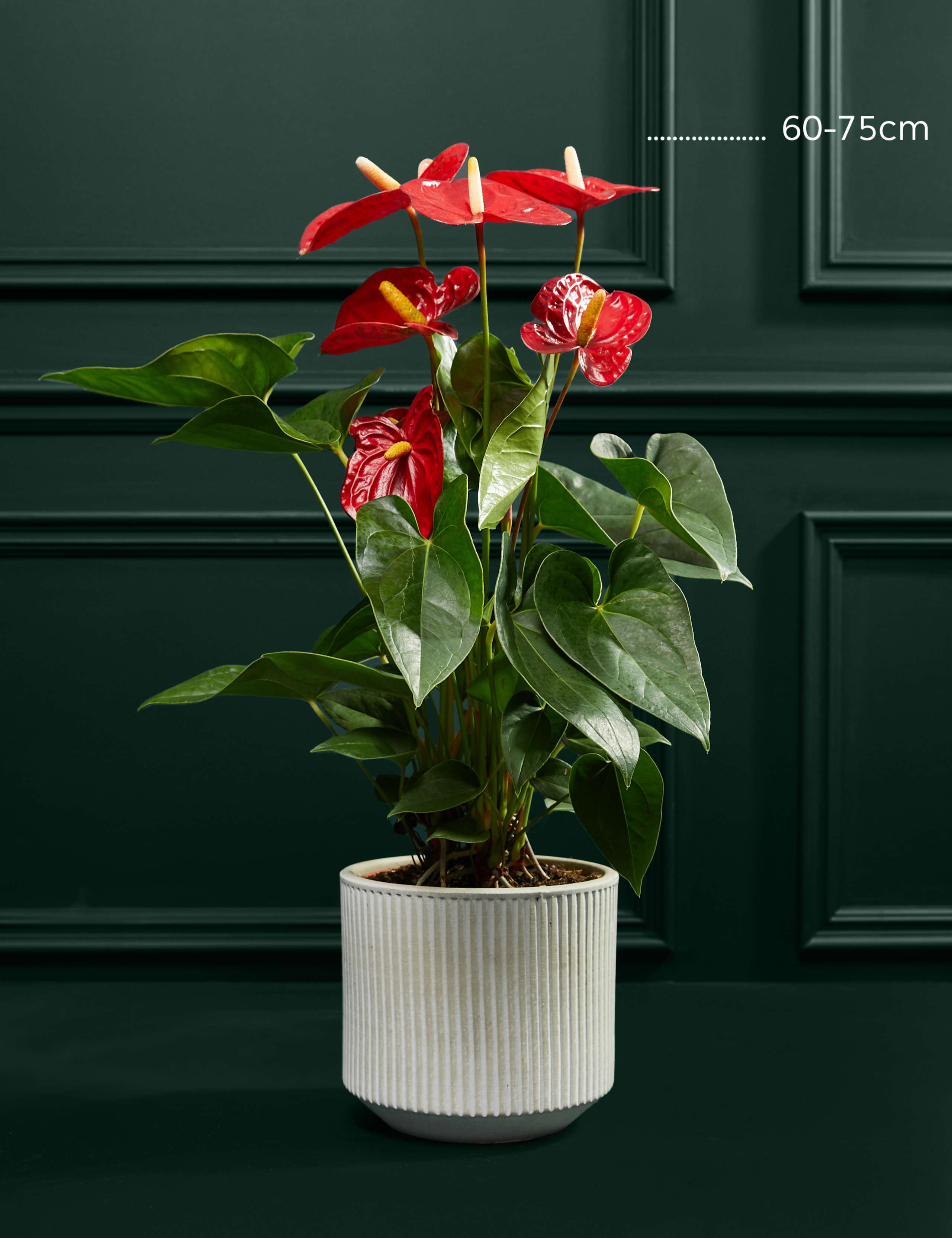Red Anthurium in Ceramic Pot 3 of 3