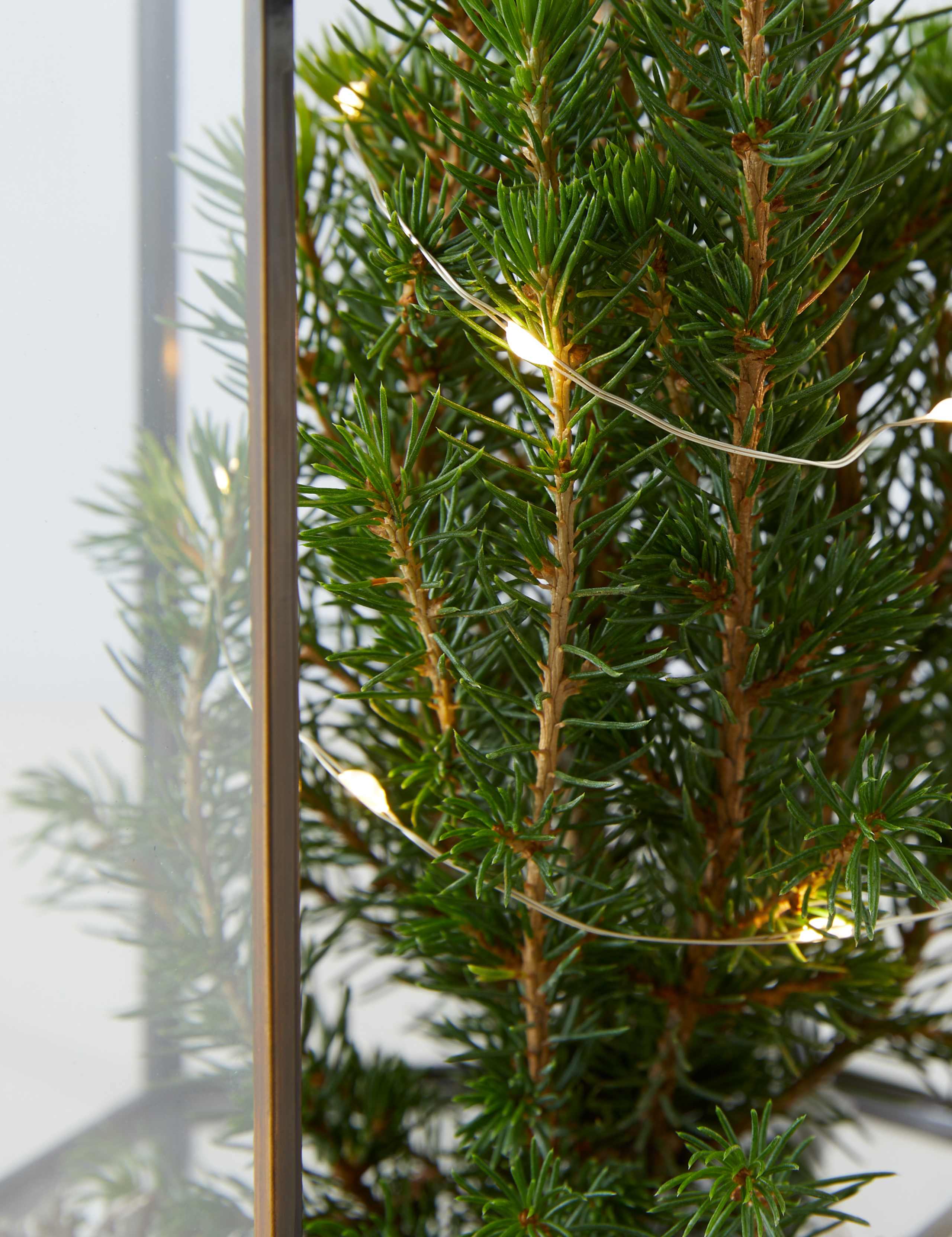 Make Your Own Light Up Tree Terrarium 5 of 6