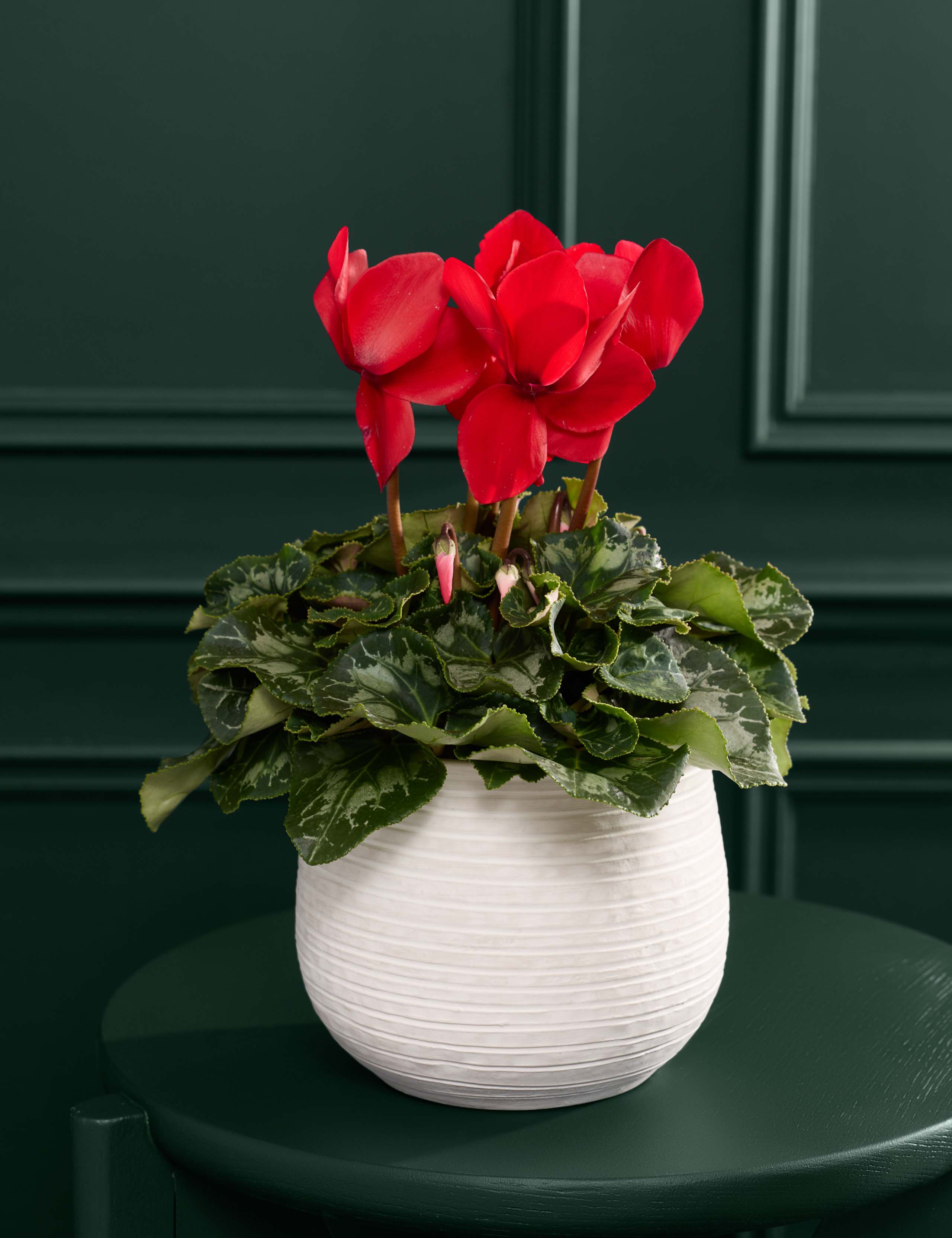 Red Cyclamen in Ceramic Pot 1 of 3