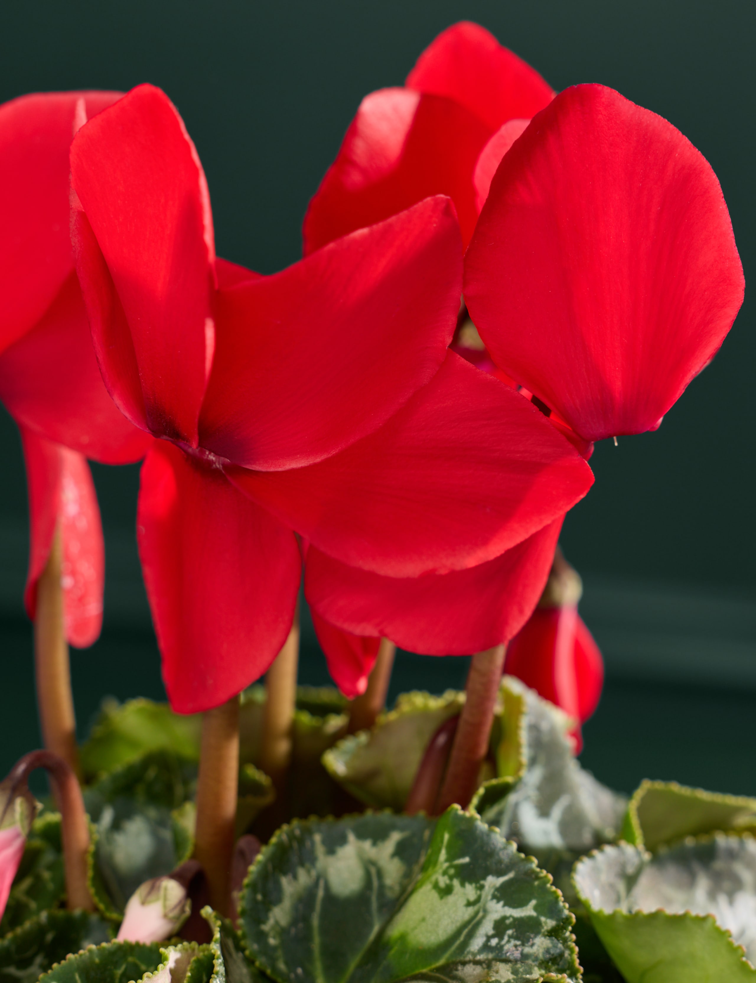 Red Cyclamen in Ceramic Pot 2 of 3