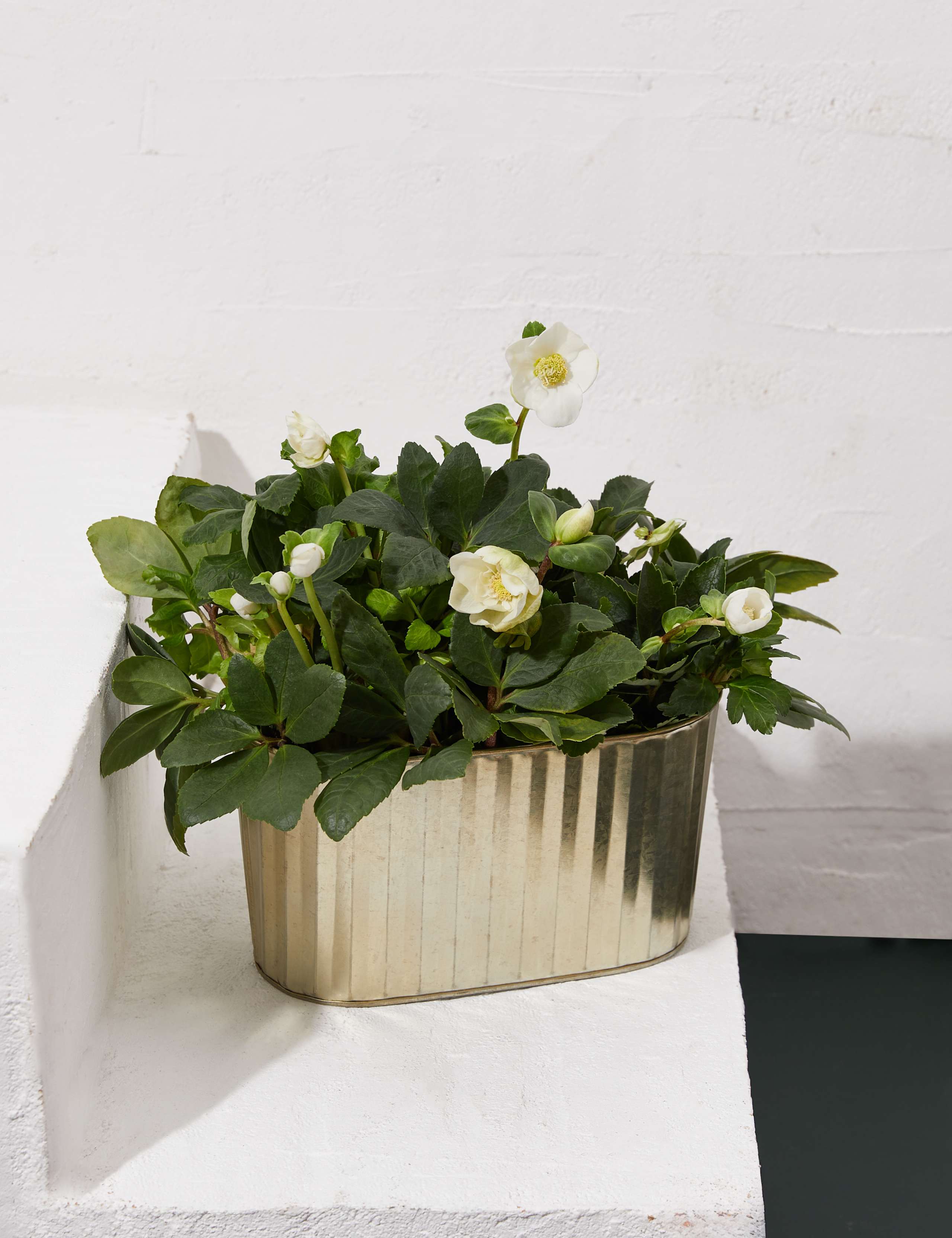 Hellebore Trough 1 of 3