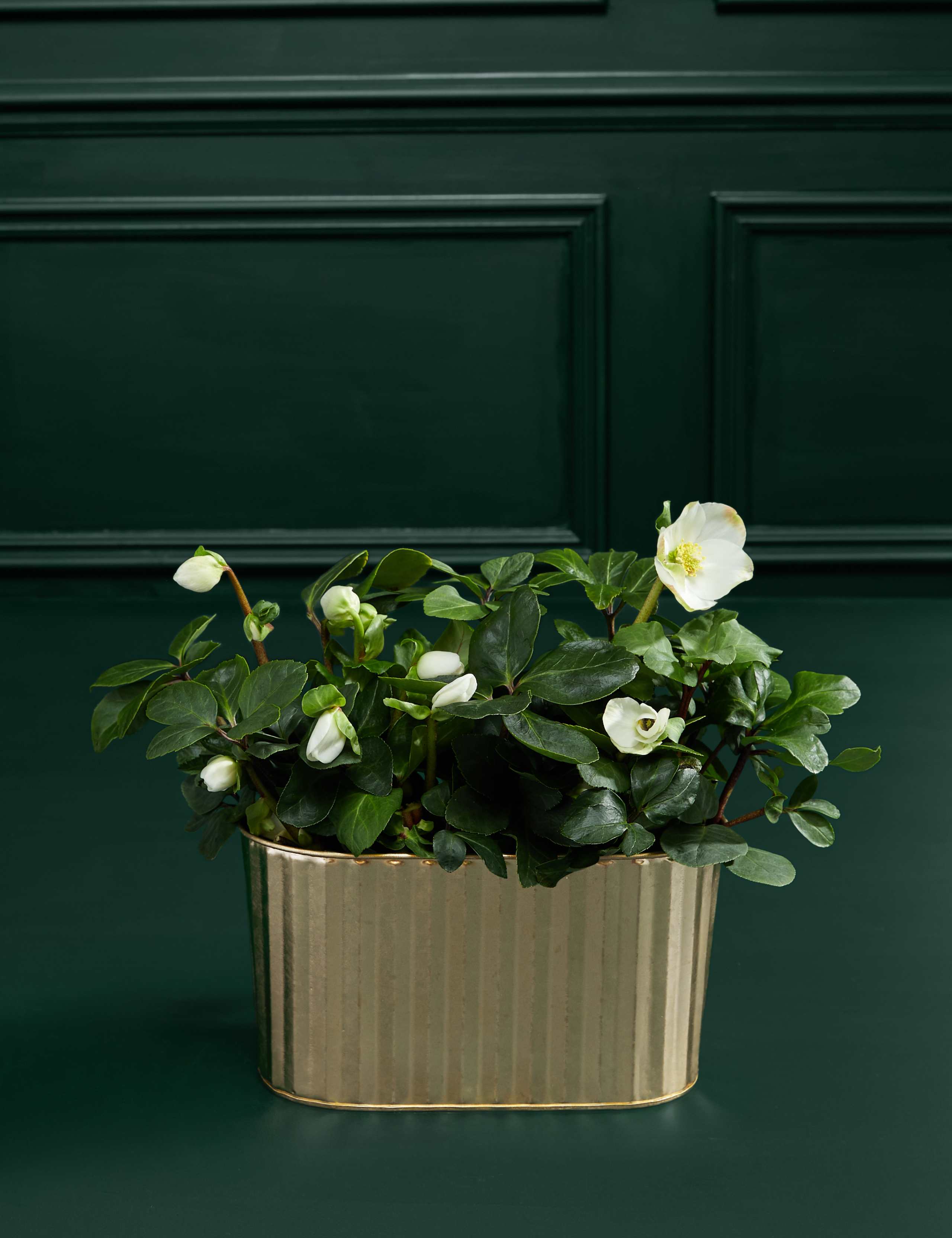 Hellebore Trough 3 of 3