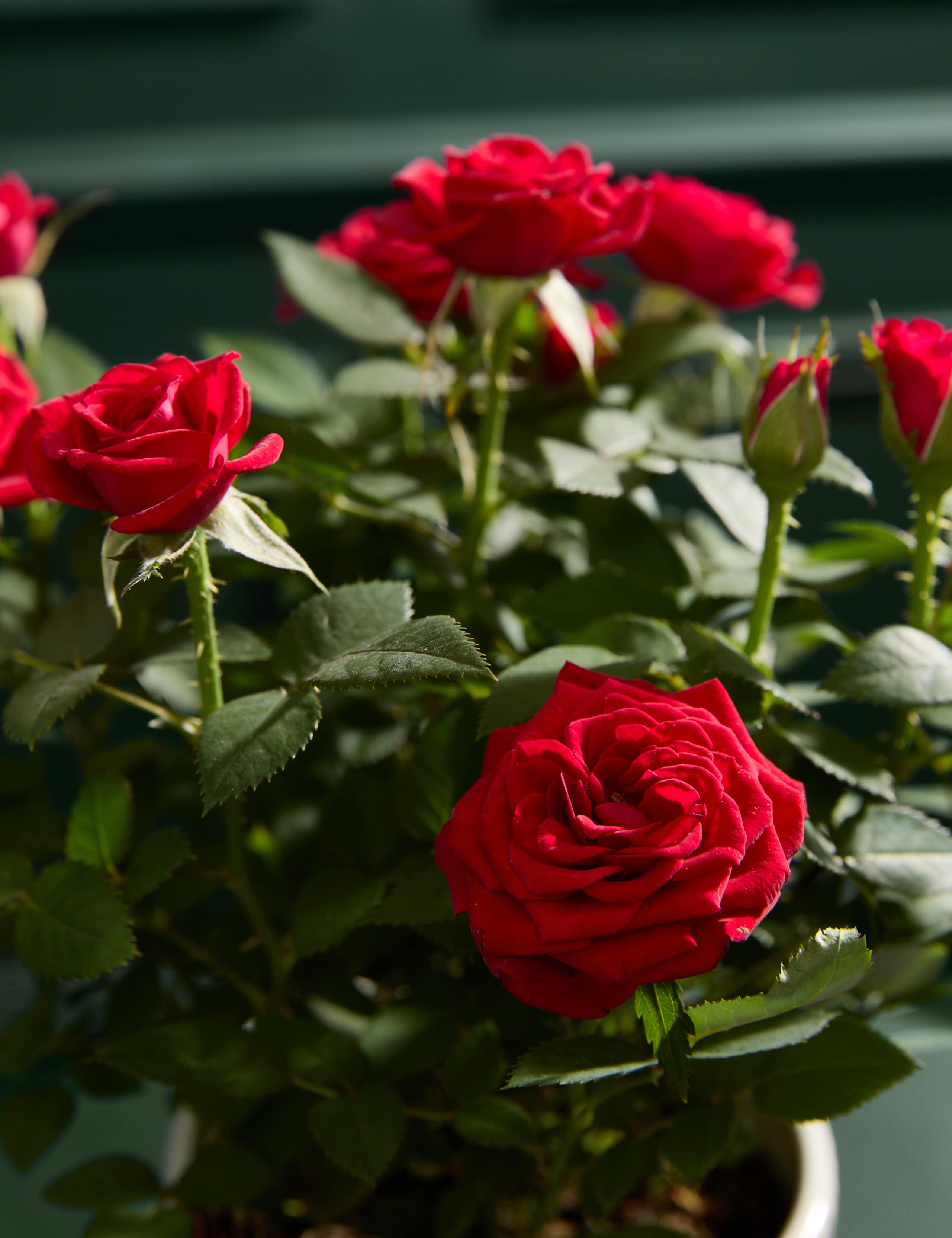 Christmas Red Rose with Christmas Candle 2 of 6