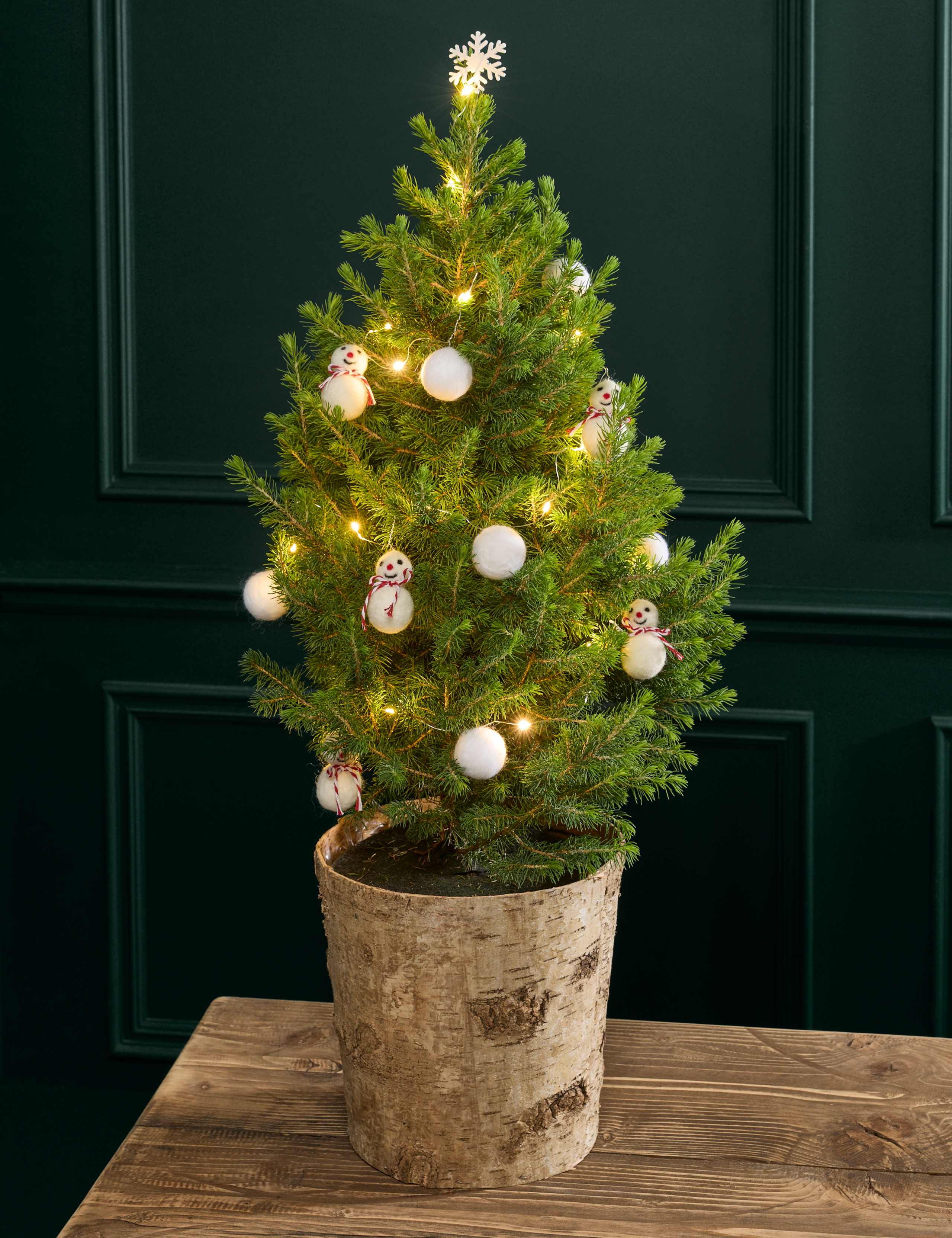 Large Real Christmas Tree in Birch Pot 70-80cm 1 of 3