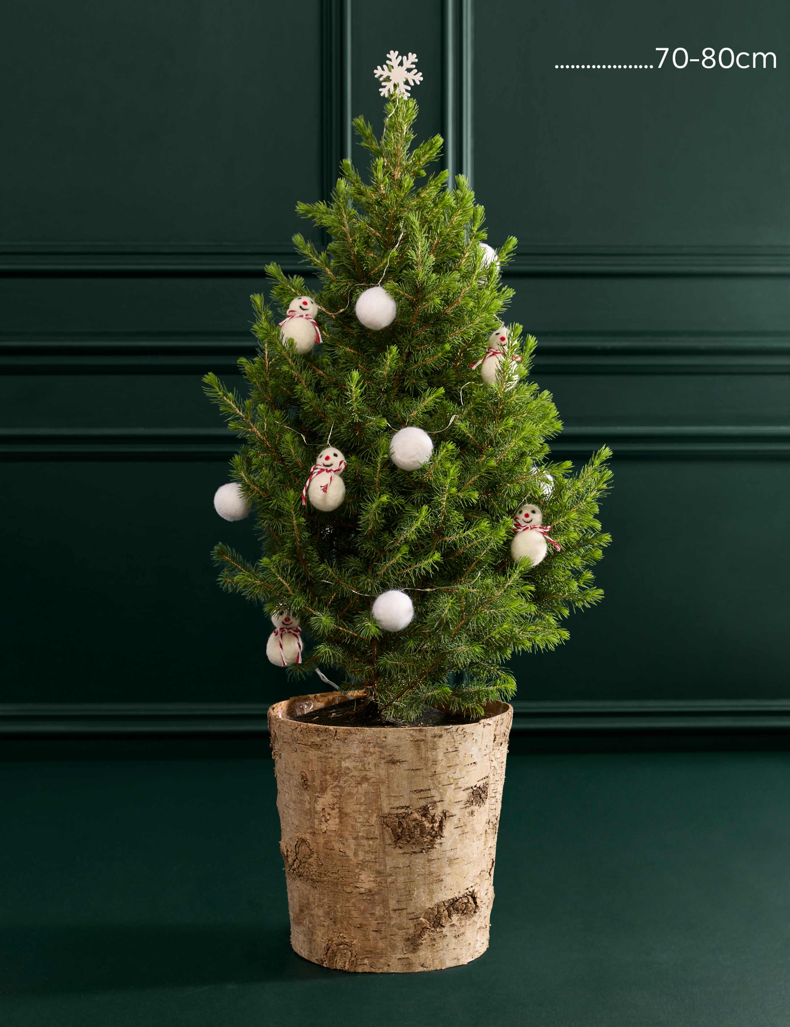 Large Real Christmas Tree in Birch Pot 70-80cm 3 of 3
