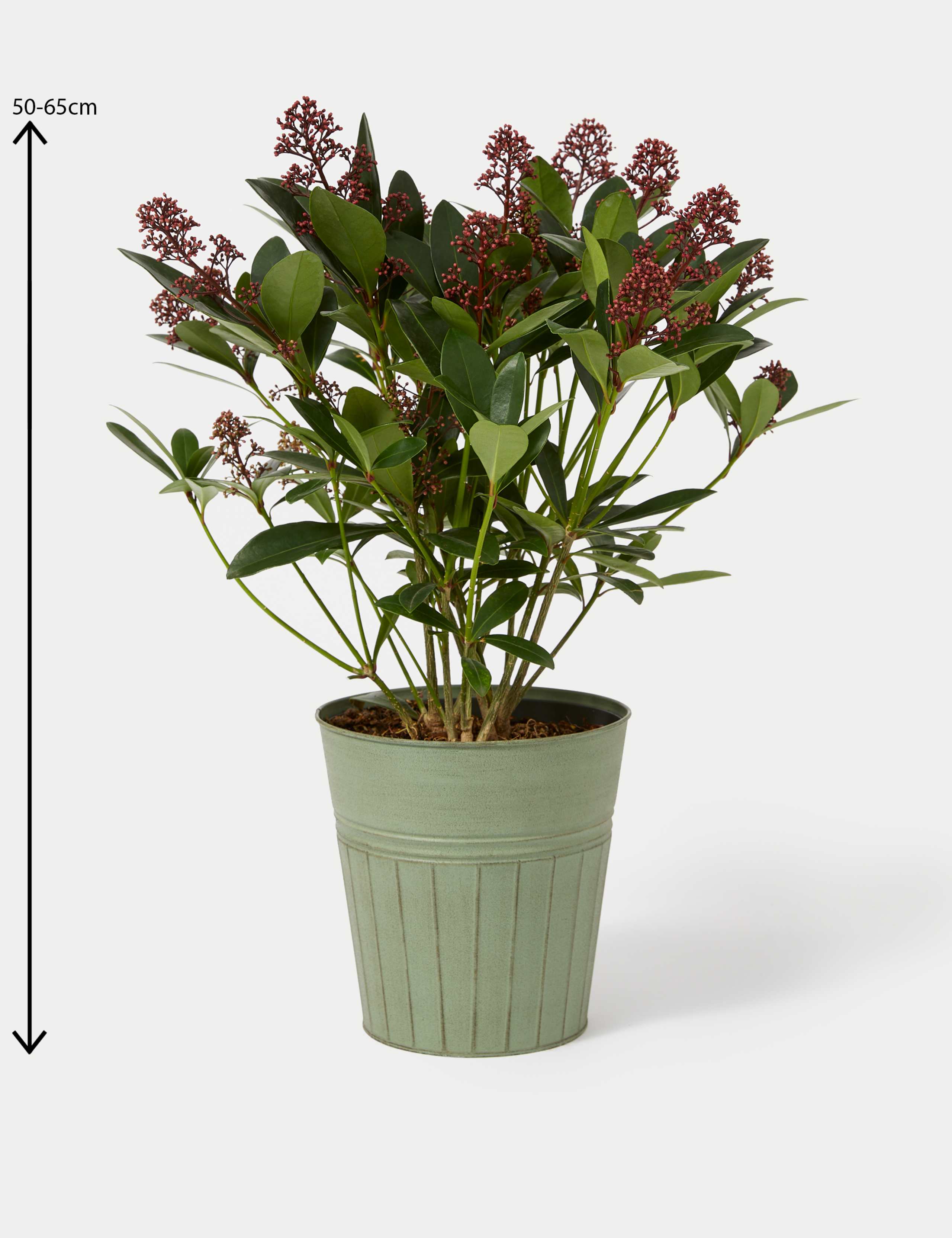 Skimmia Plant in Tin 4 of 4