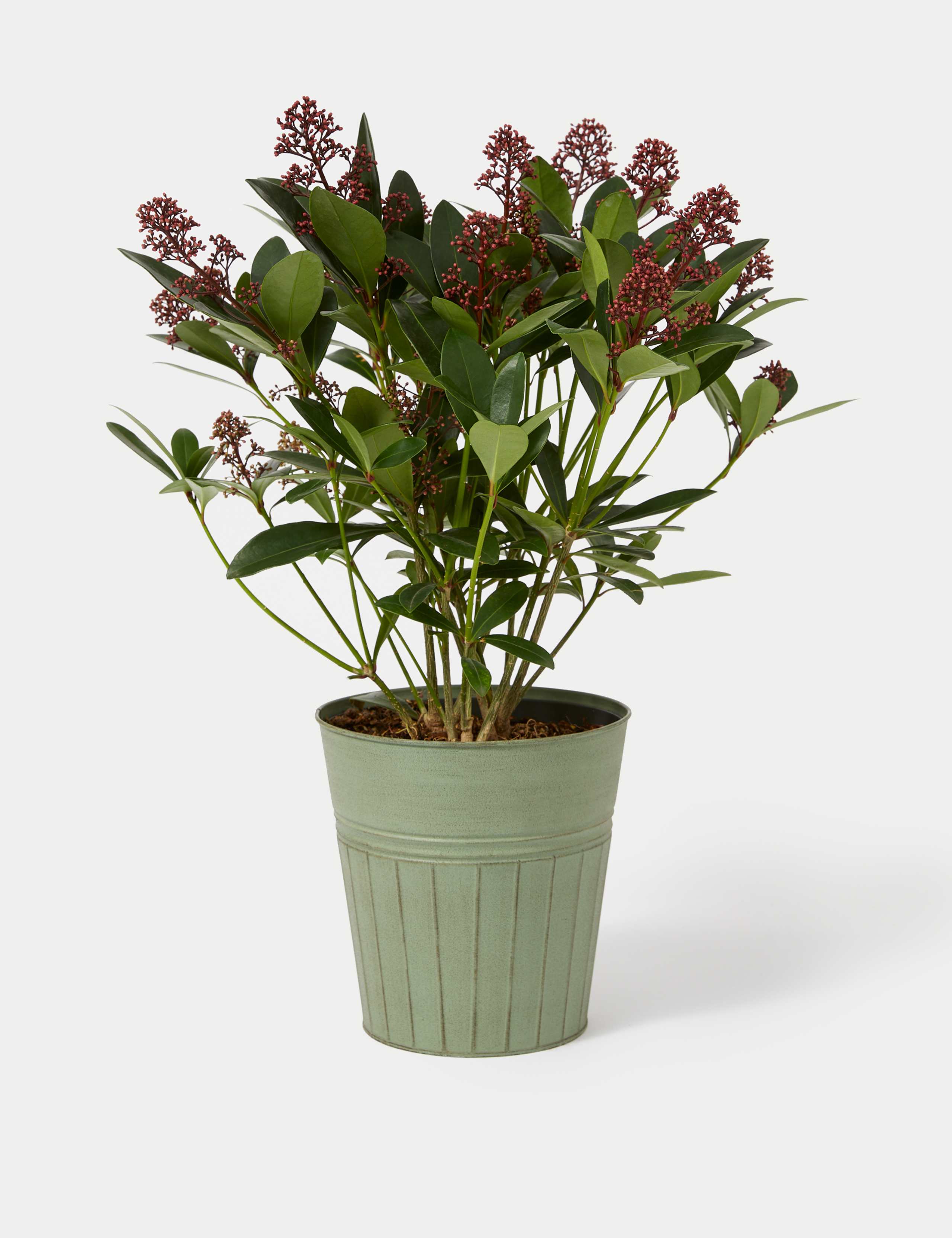 Skimmia Plant in Tin 2 of 4