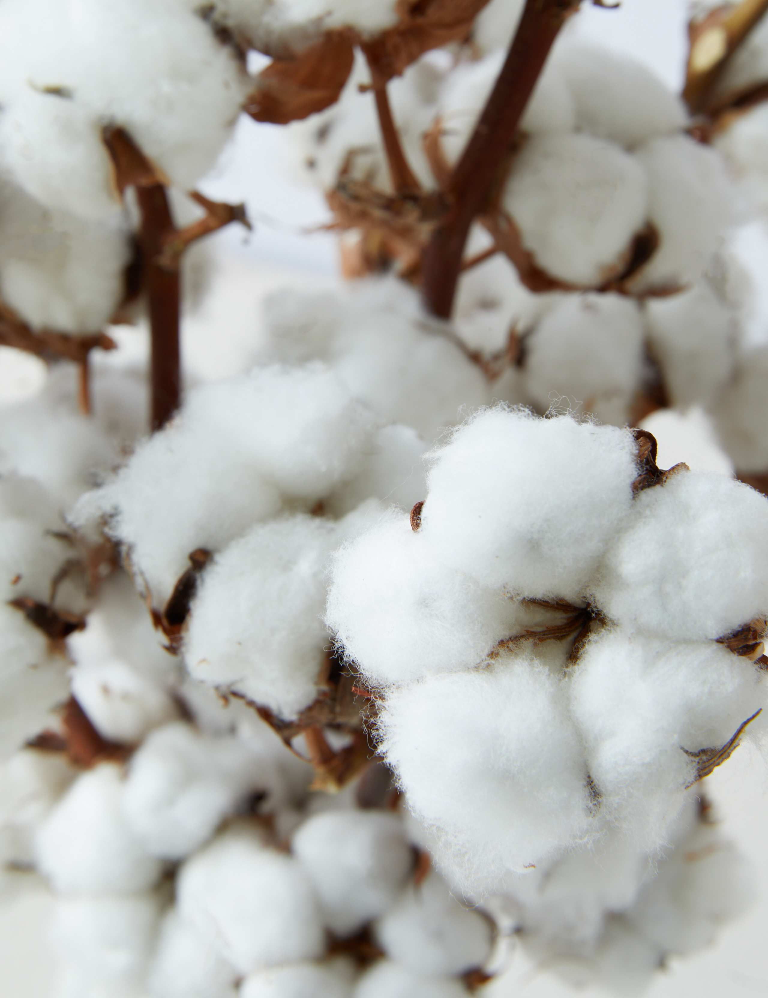 Cotton Abundance Bouquet 4 of 4