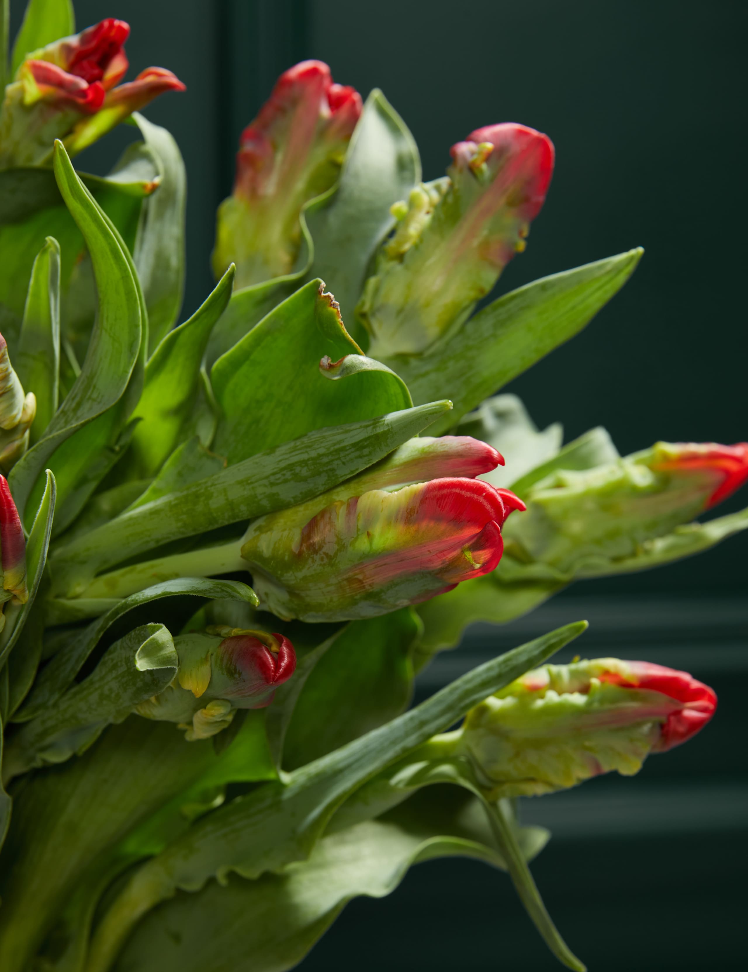 Red Parrot Tulip Abundance Bouquet 3 of 3