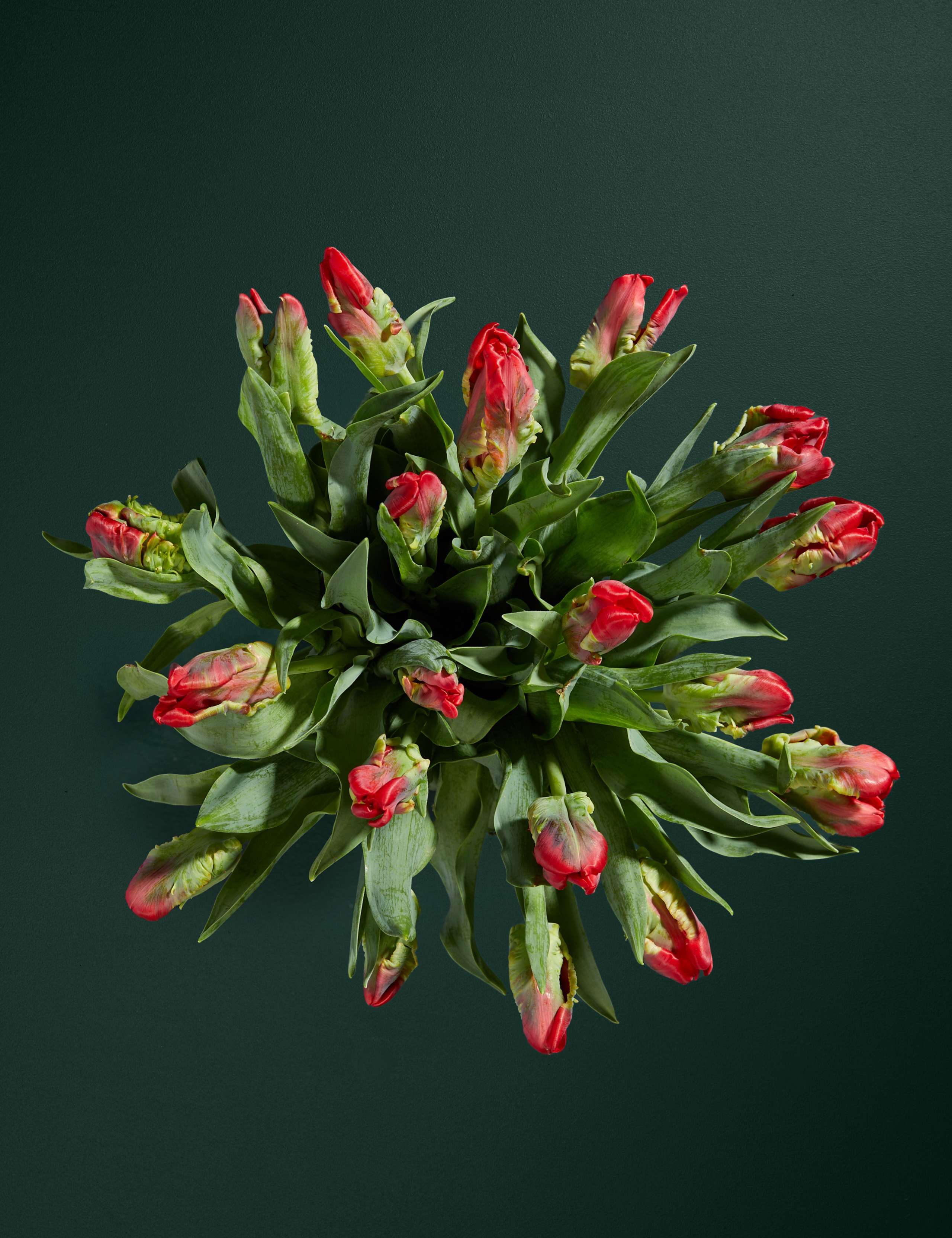 Red Parrot Tulip Abundance Bouquet 2 of 3