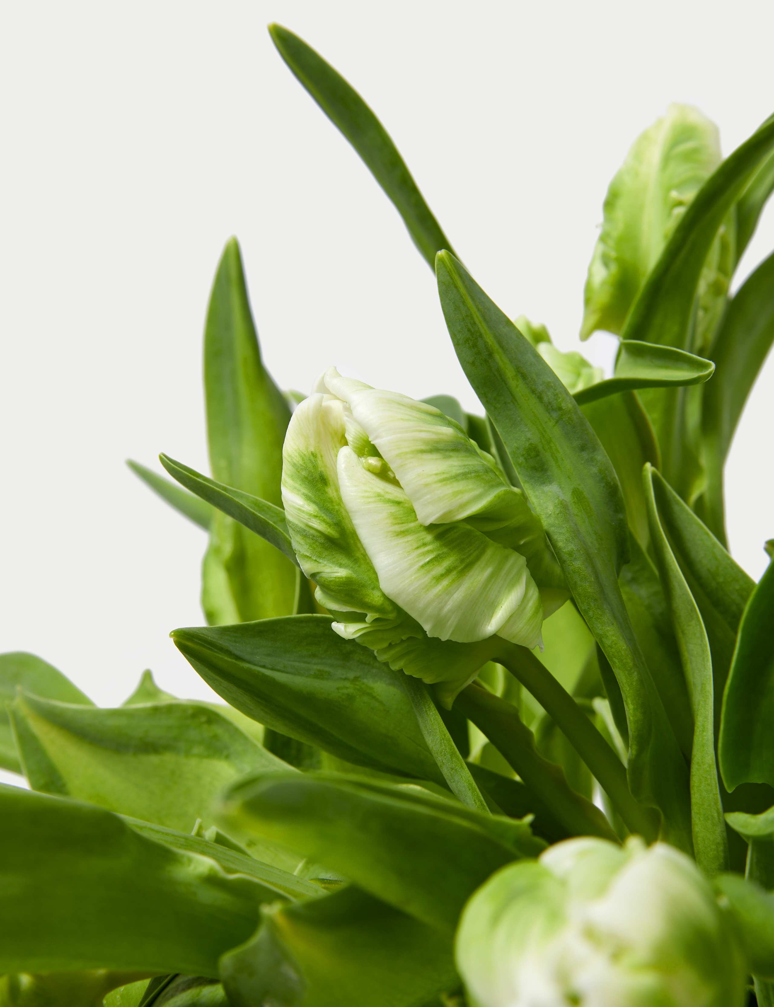 White Parrot Tulip Abundance Bouquet 4 of 5
