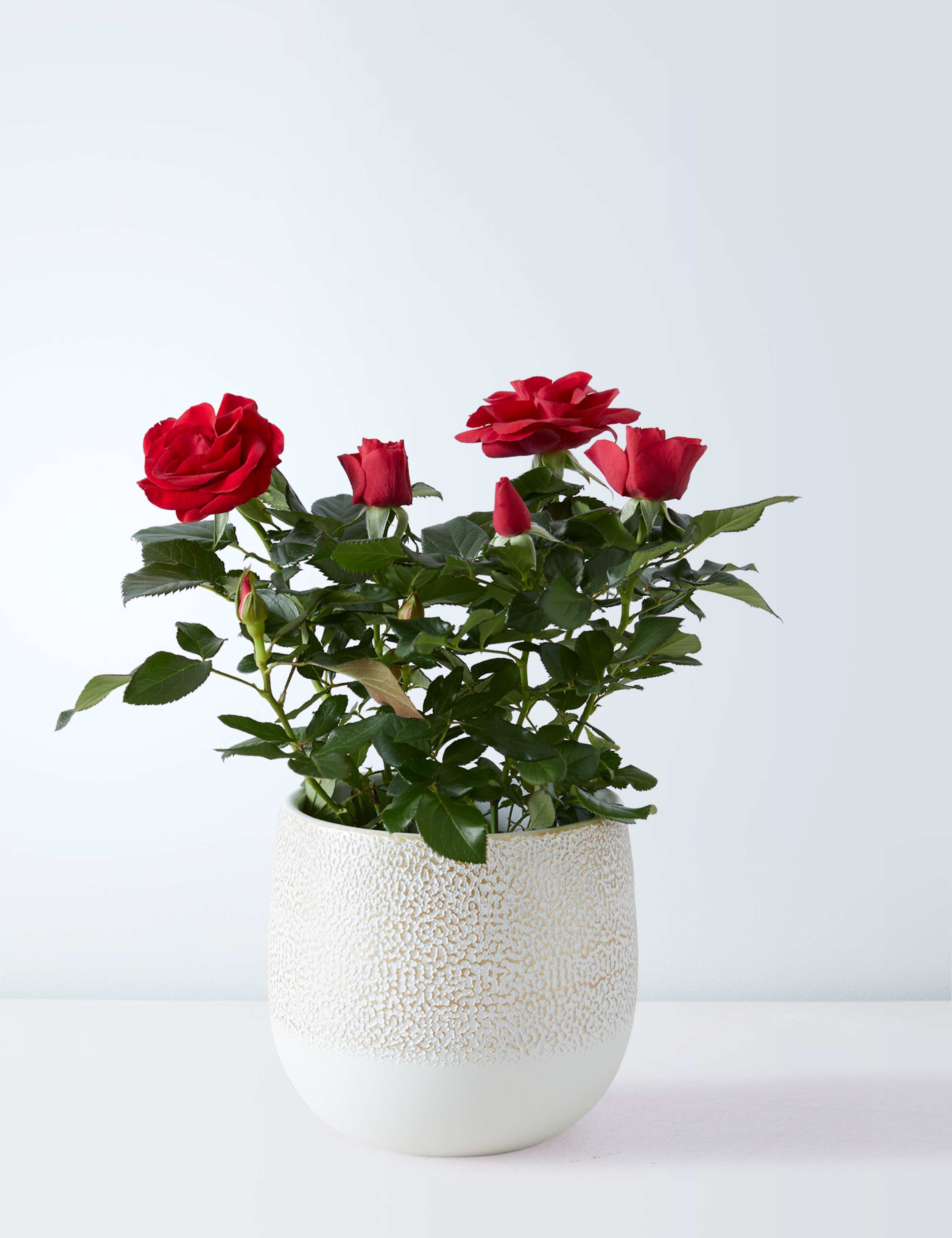 Christmas Red Rose Plant 2 of 4