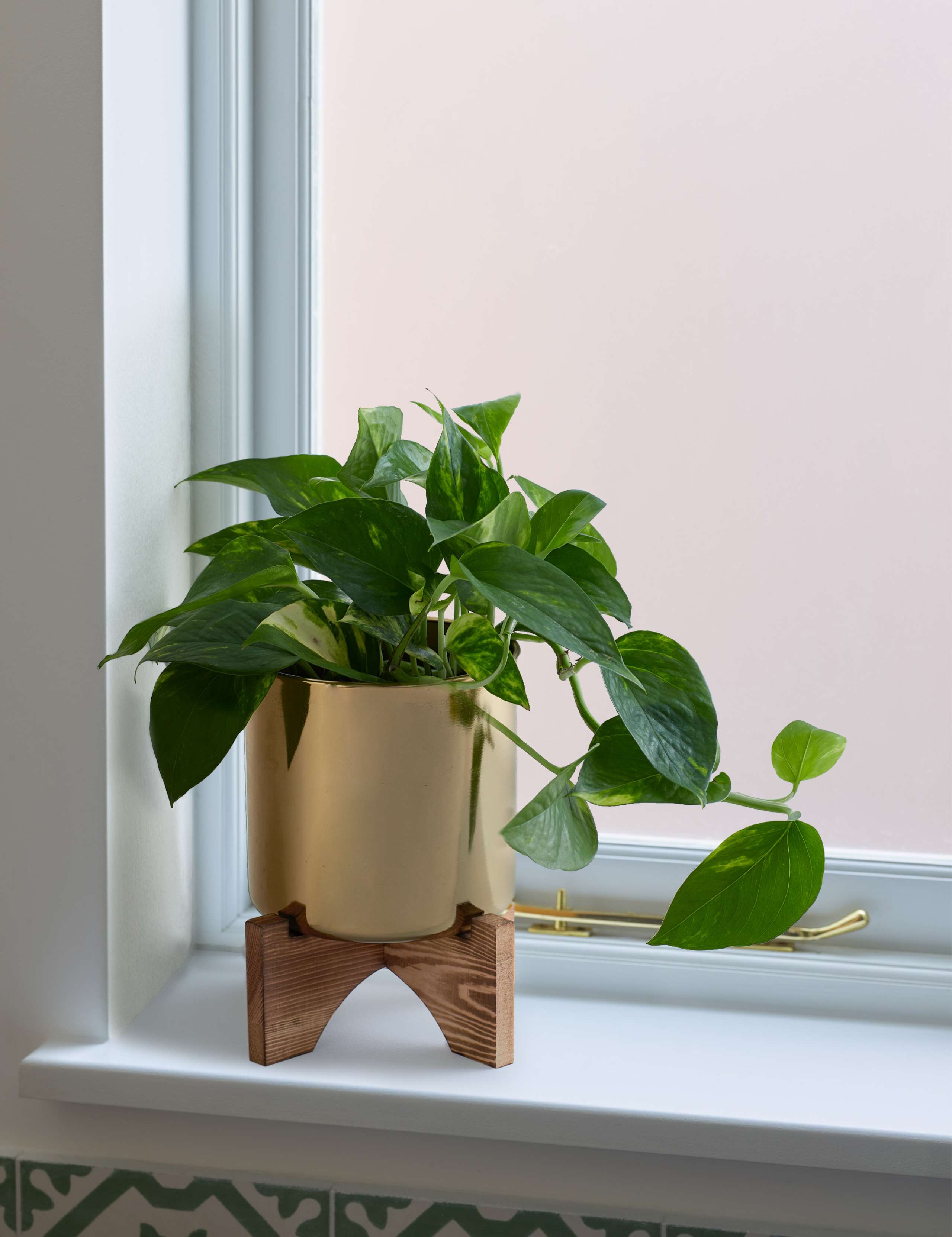 Pothos Tin on Wooden Stand 1 of 4