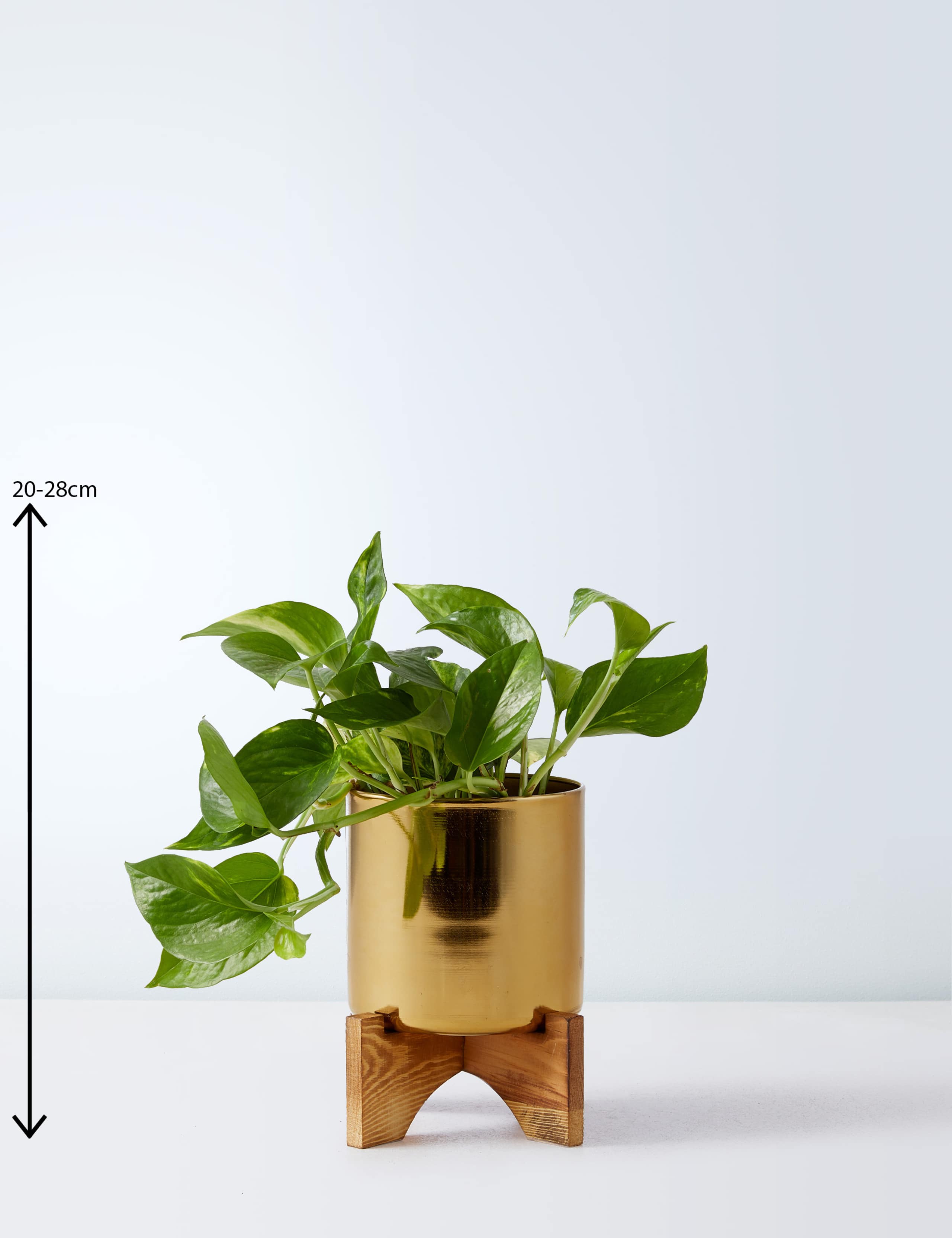 Pothos Tin on Wooden Stand 3 of 4