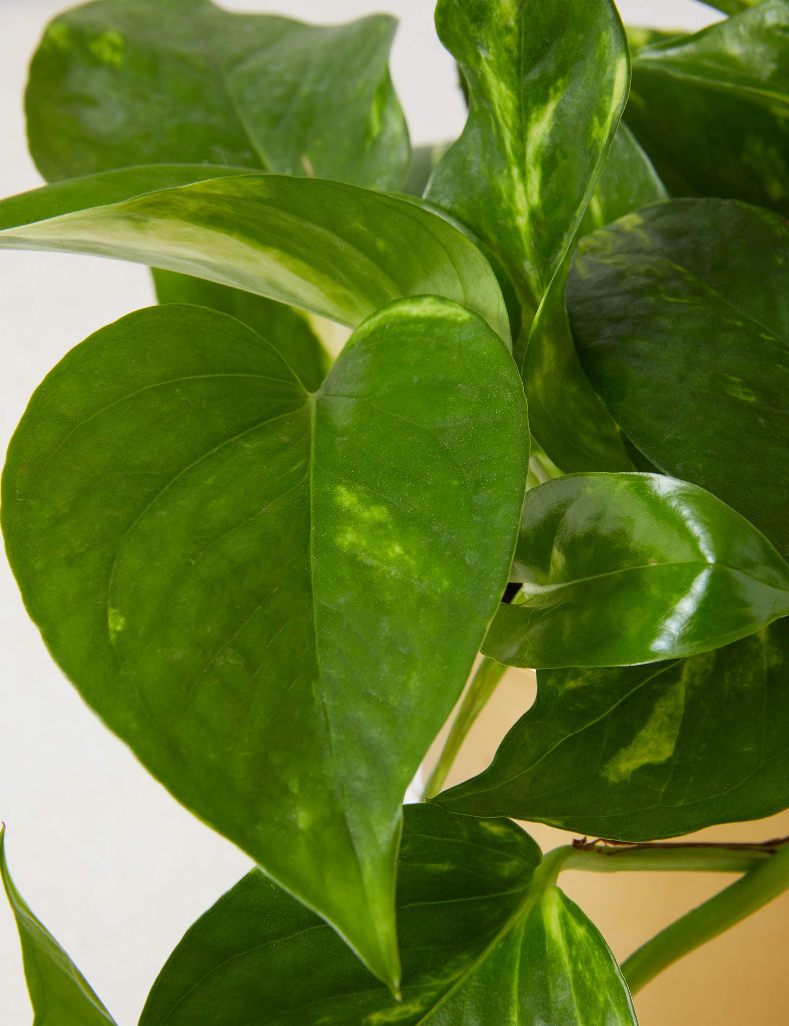 Pothos Tin on Wooden Stand 4 of 4