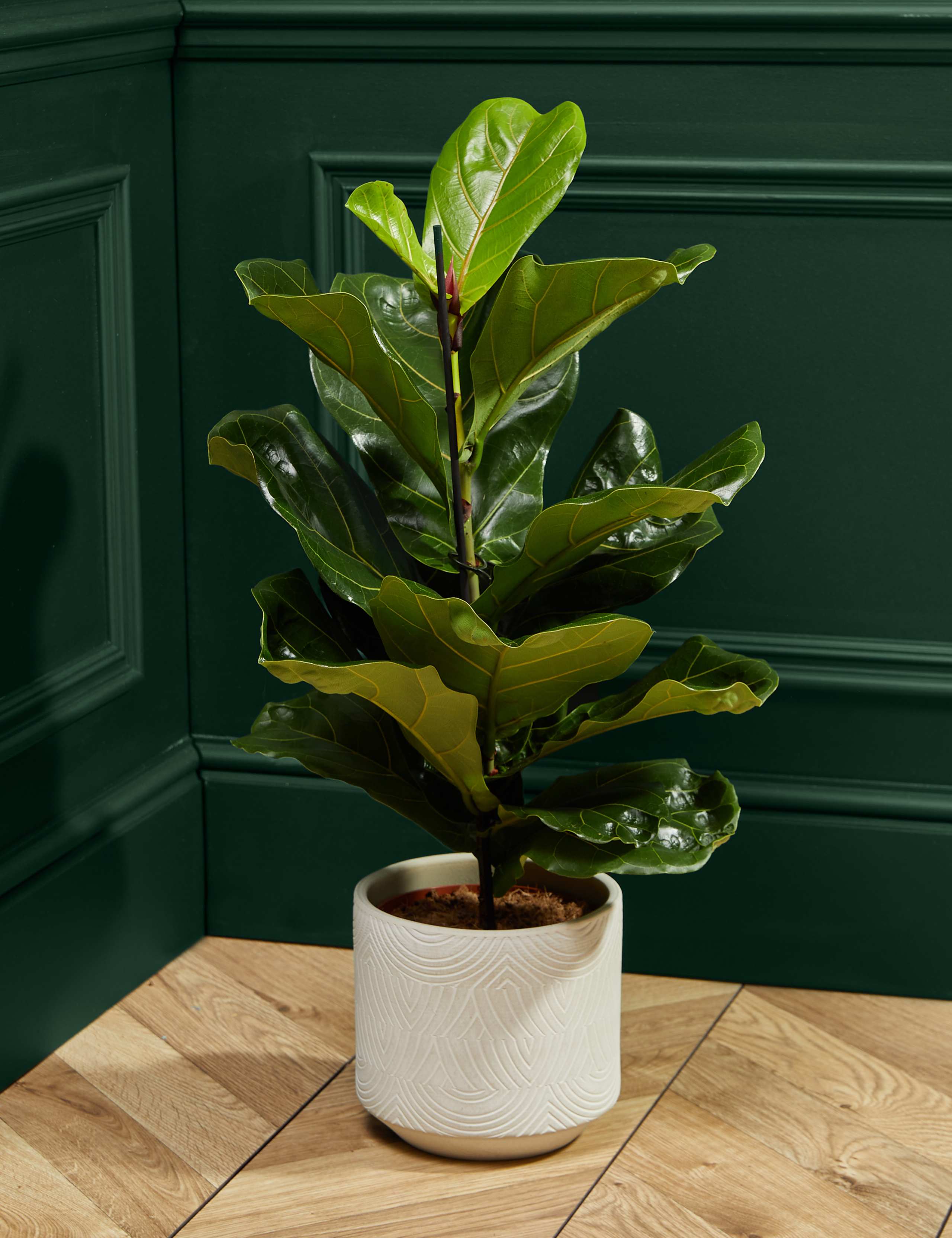Large Fiddleleaf Plant 3 of 4