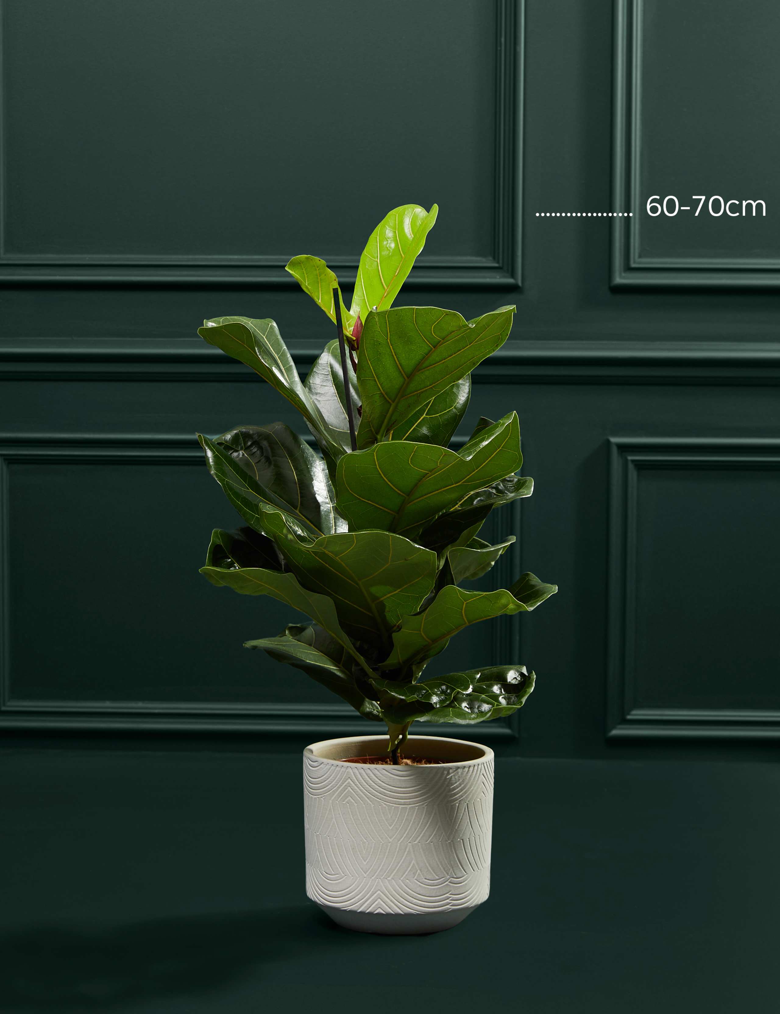 Large Fiddleleaf Plant 4 of 4