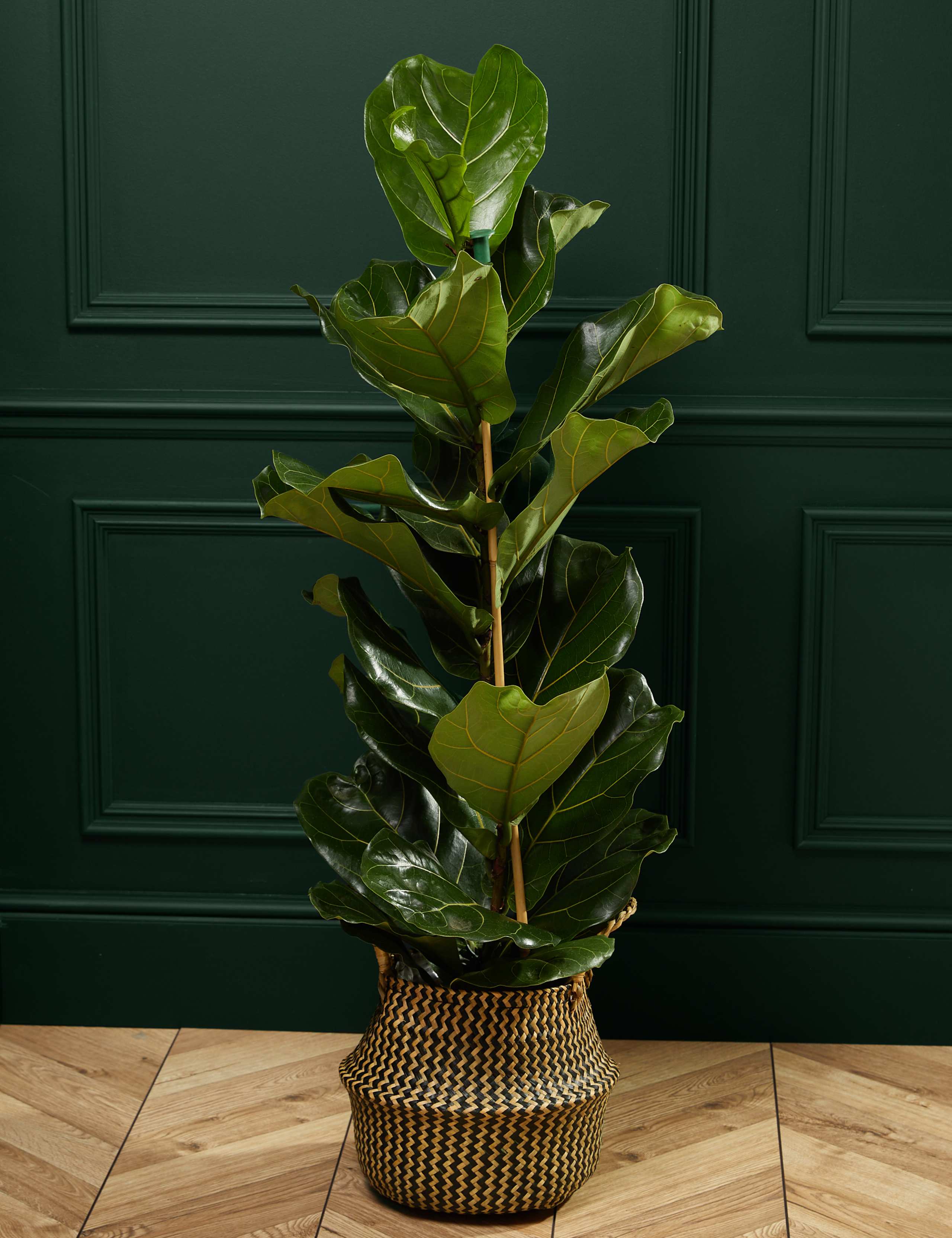 Extra Large Fiddleleaf Fig in Basket 1 of 3