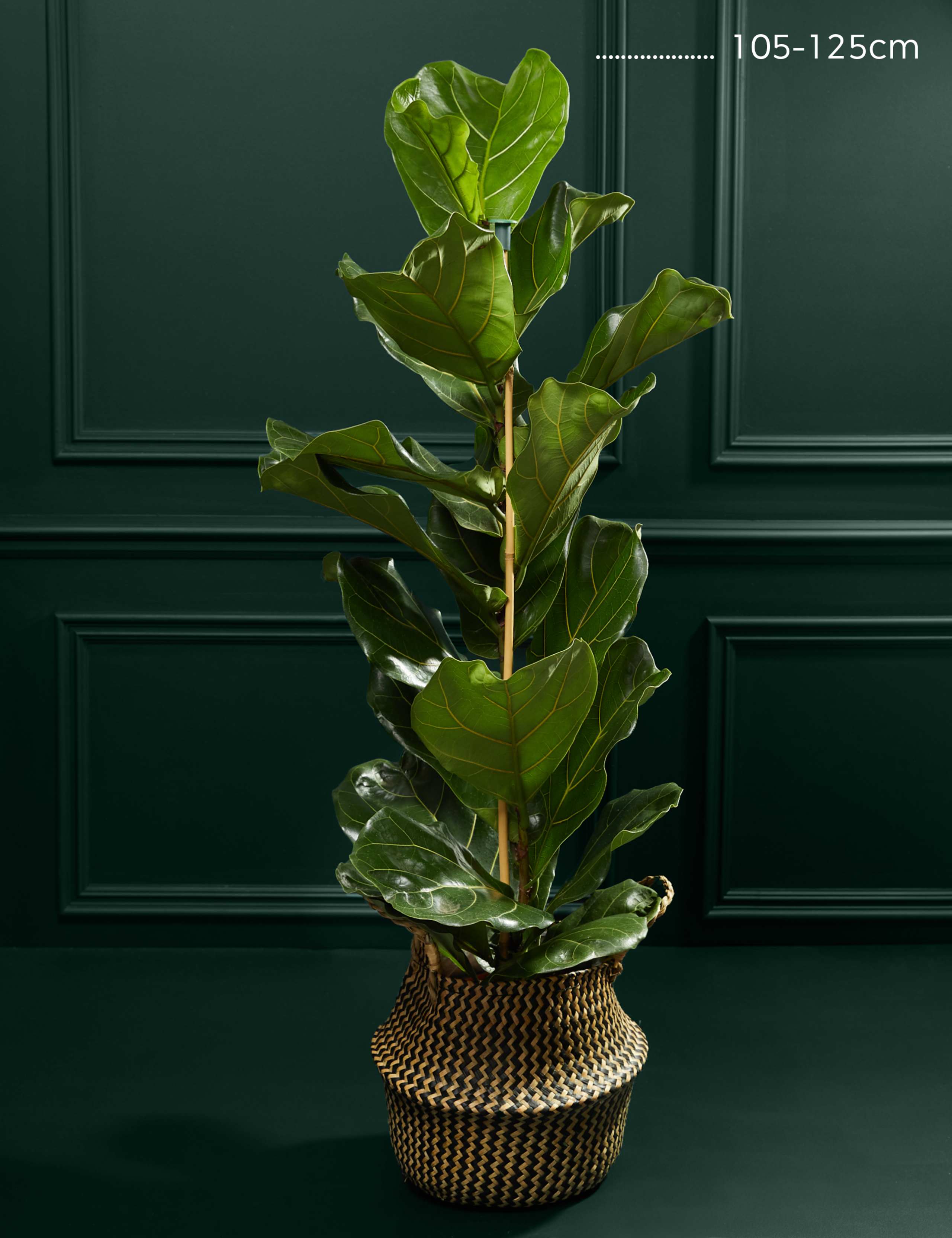 Extra Large Fiddleleaf Fig in Basket 3 of 3