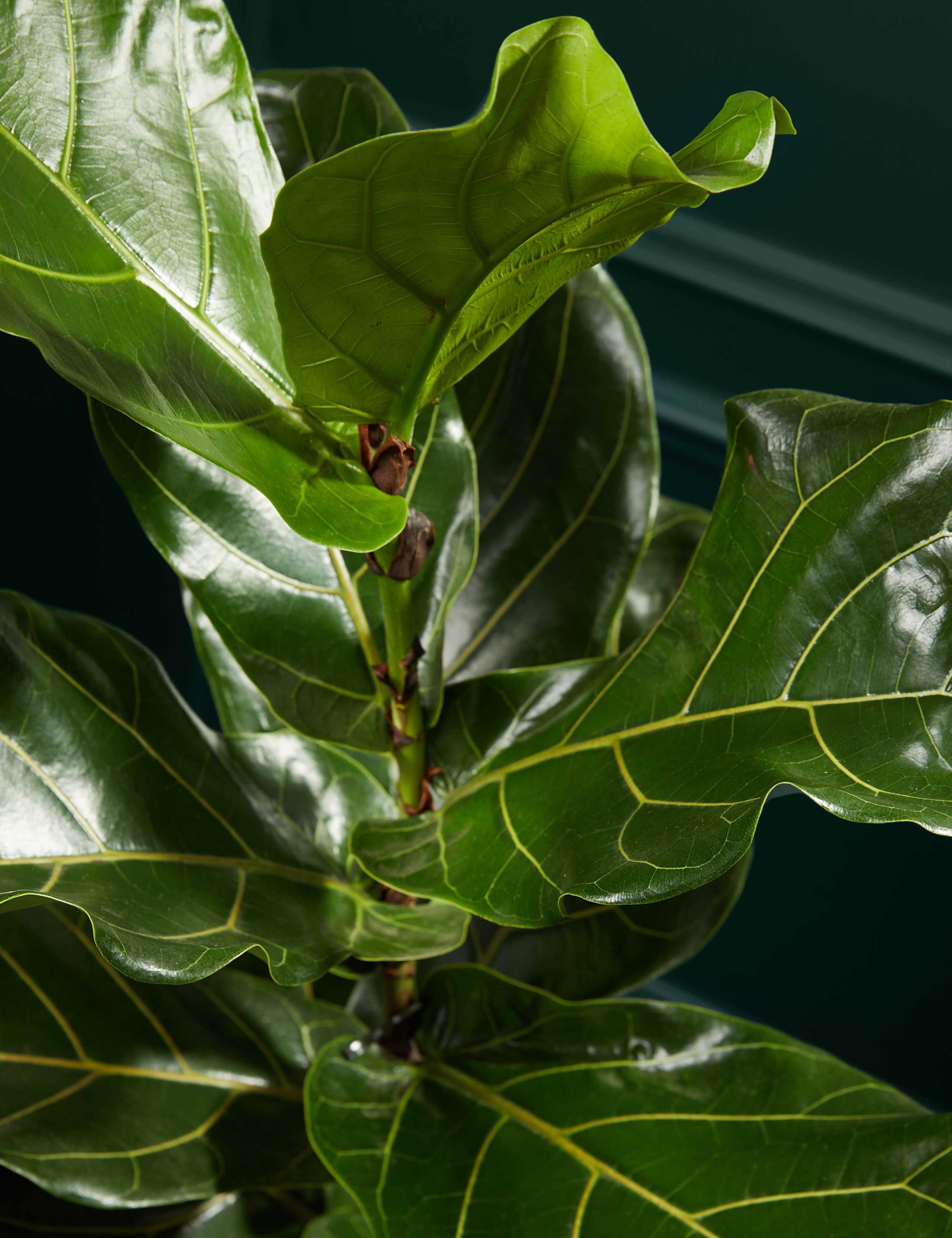 Extra Large Fiddleleaf Fig in Basket 2 of 3