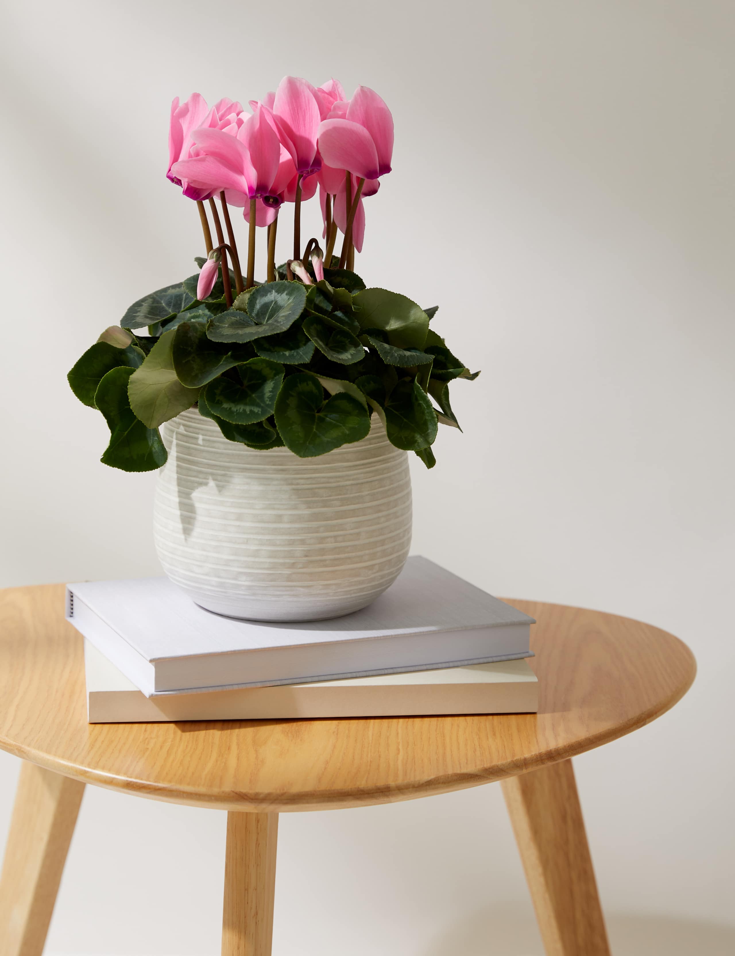Cyclamen Plant with Ceramic Pot 1 of 4
