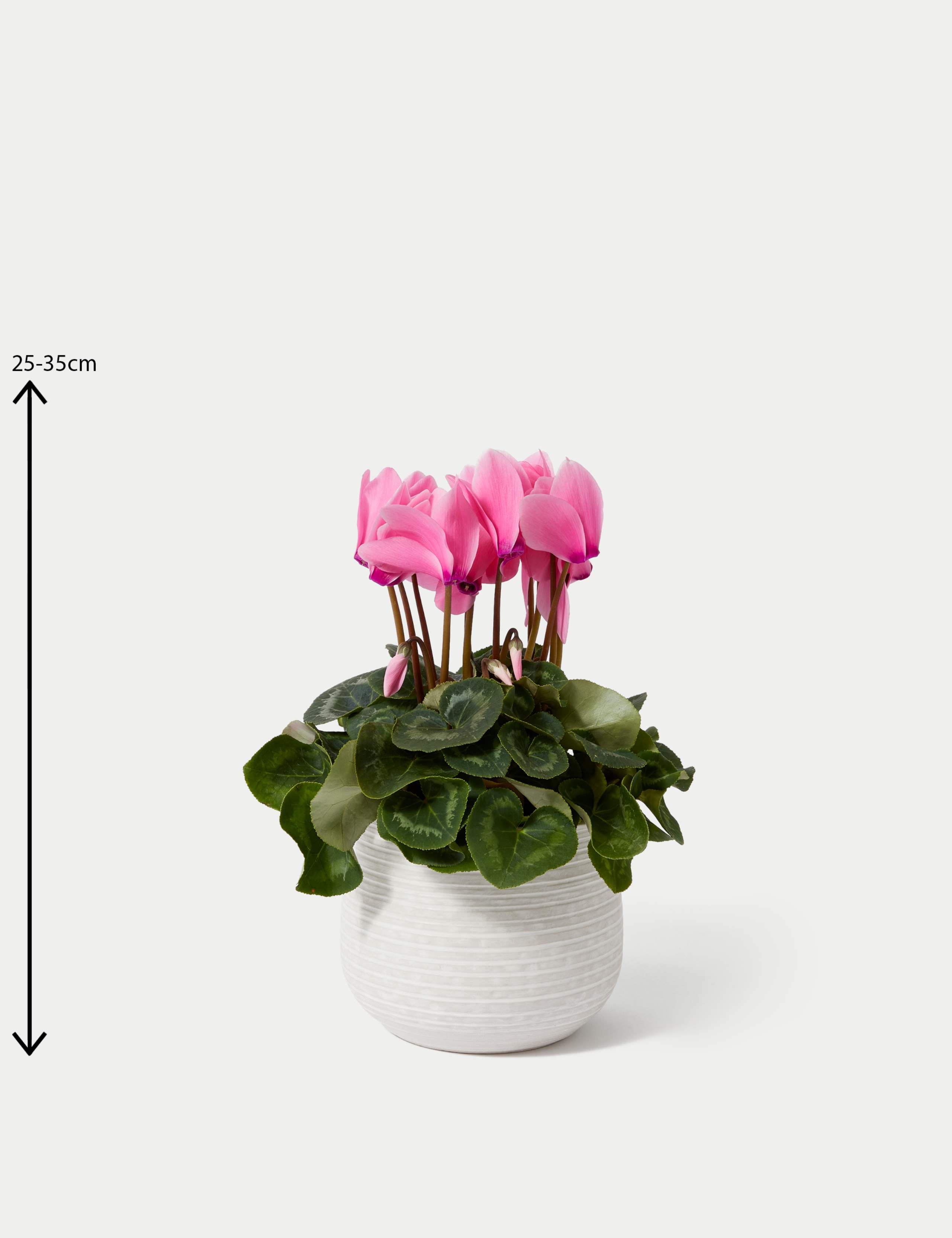 Cyclamen Plant with Ceramic Pot 4 of 4