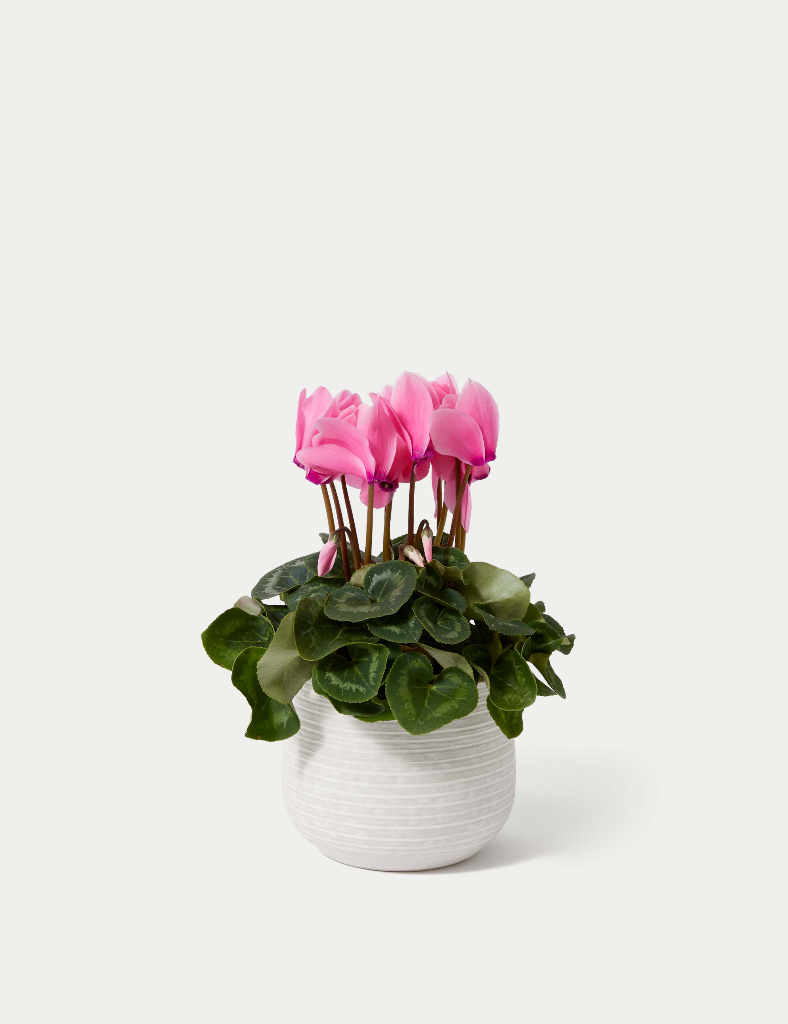 Cyclamen Plant with Ceramic Pot 2 of 4
